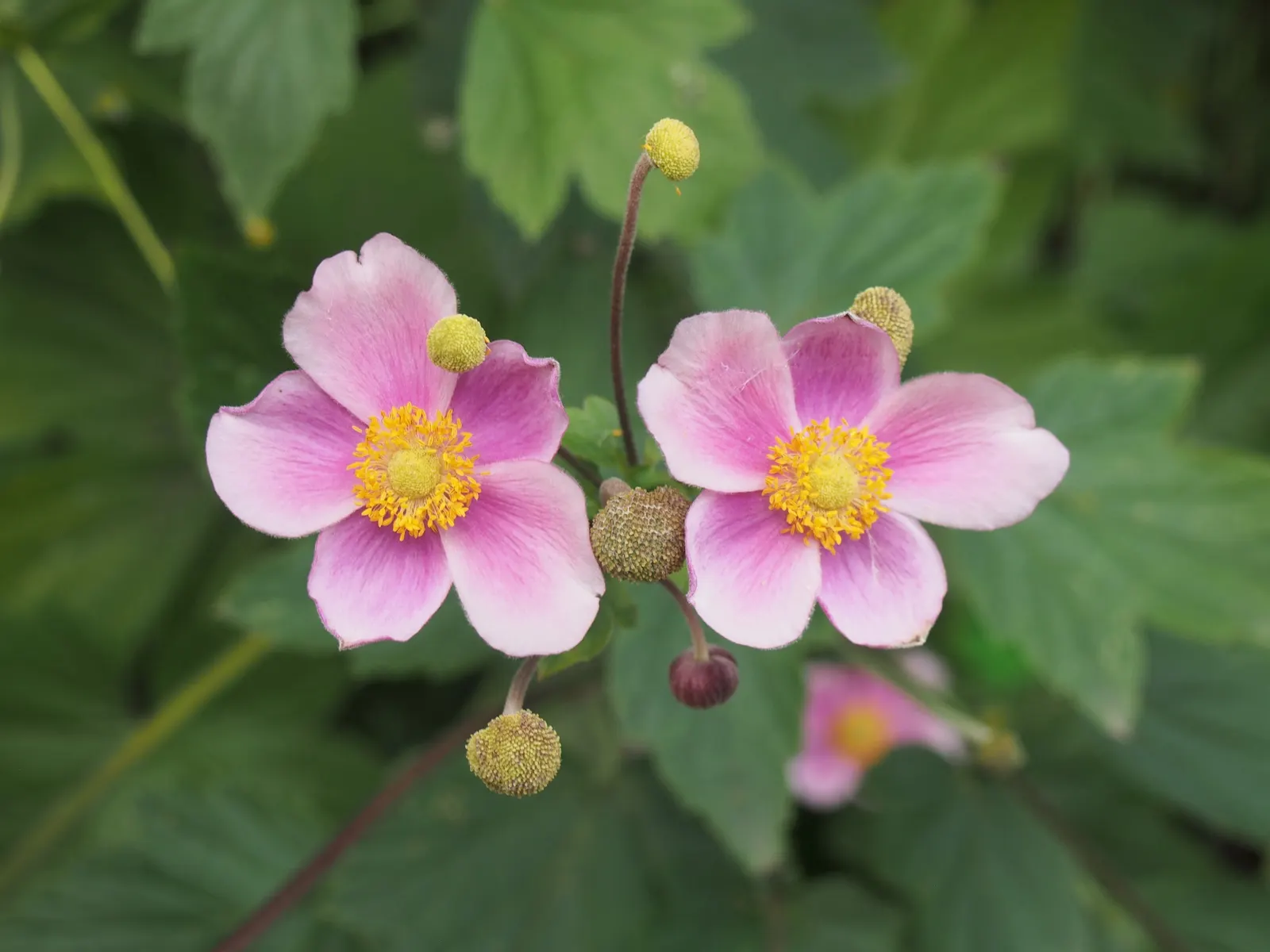 Poppy-Flowered Anemone (Anemone Coronaria) — Anemone coronaria prefers well-drained soil and a location with full sun to part shade; they are not, image 100