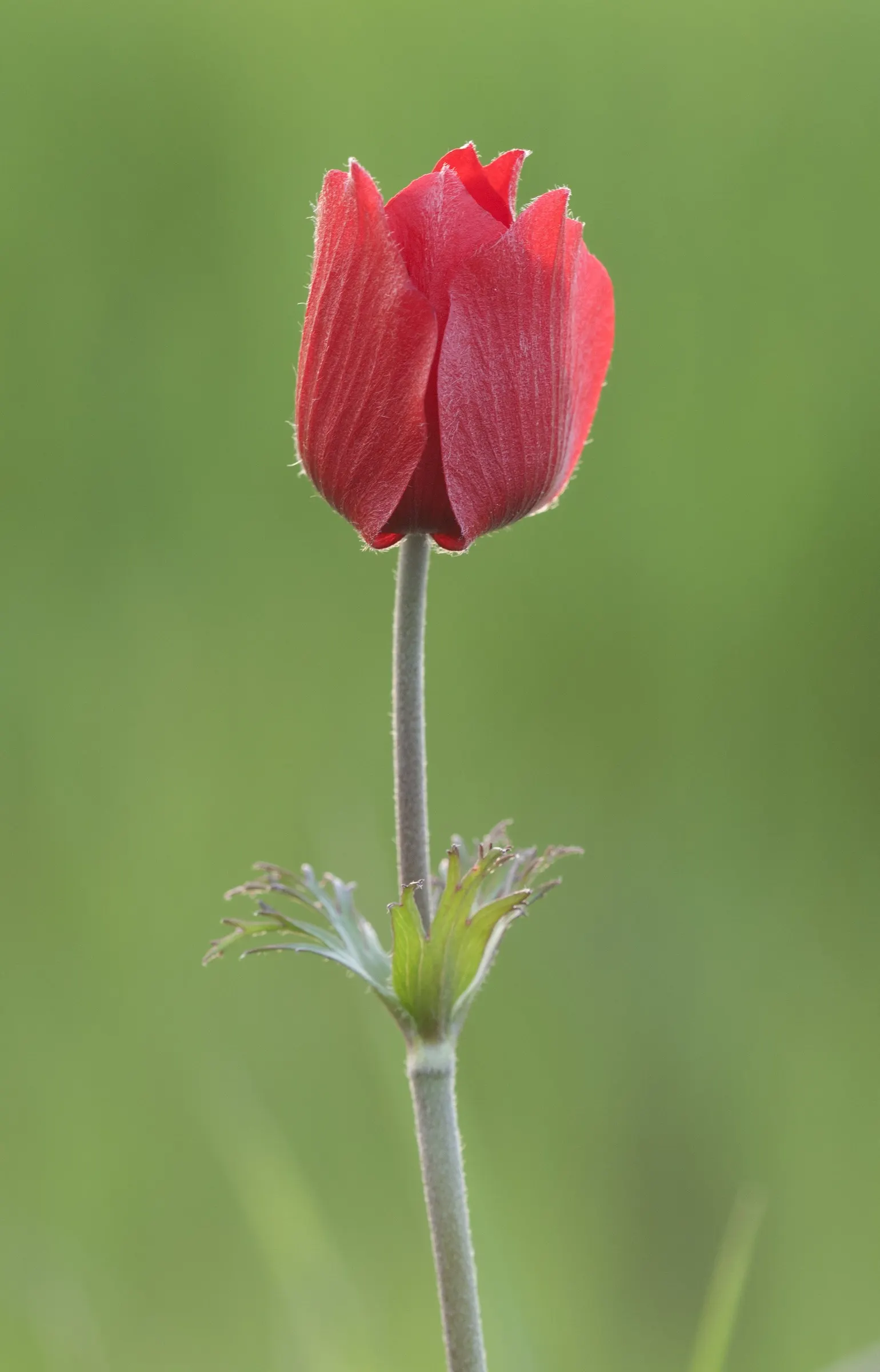 Poppy-Flowered Anemone (Anemone Coronaria) — annual / perennial with blue blooms