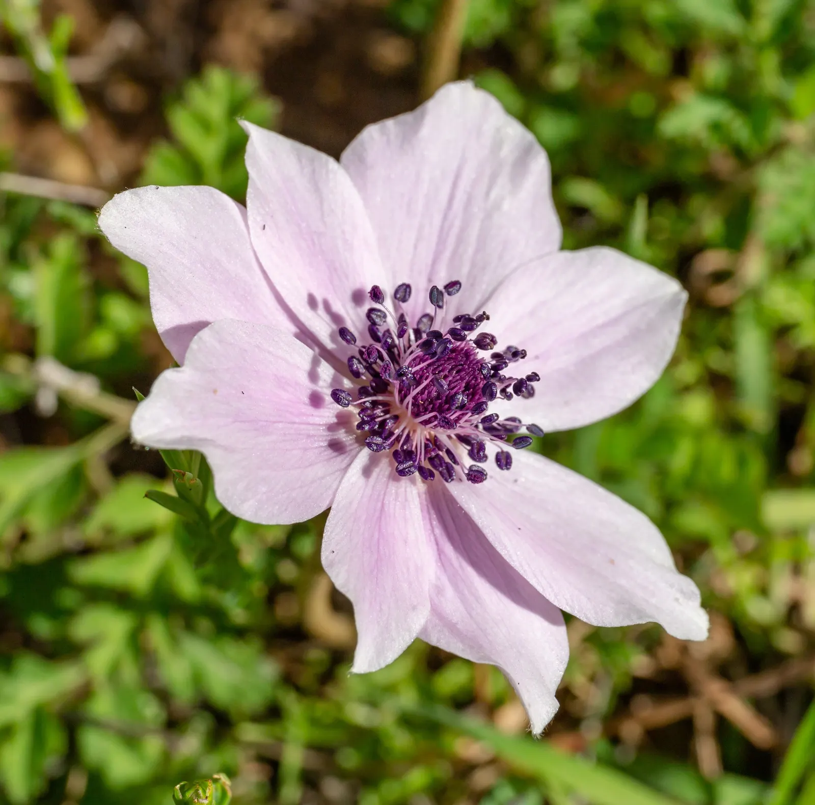 Poppy-Flowered Anemone (Anemone Coronaria) — with a spread of about 6 to 9 inches; annual / perennial for full or half, image 66