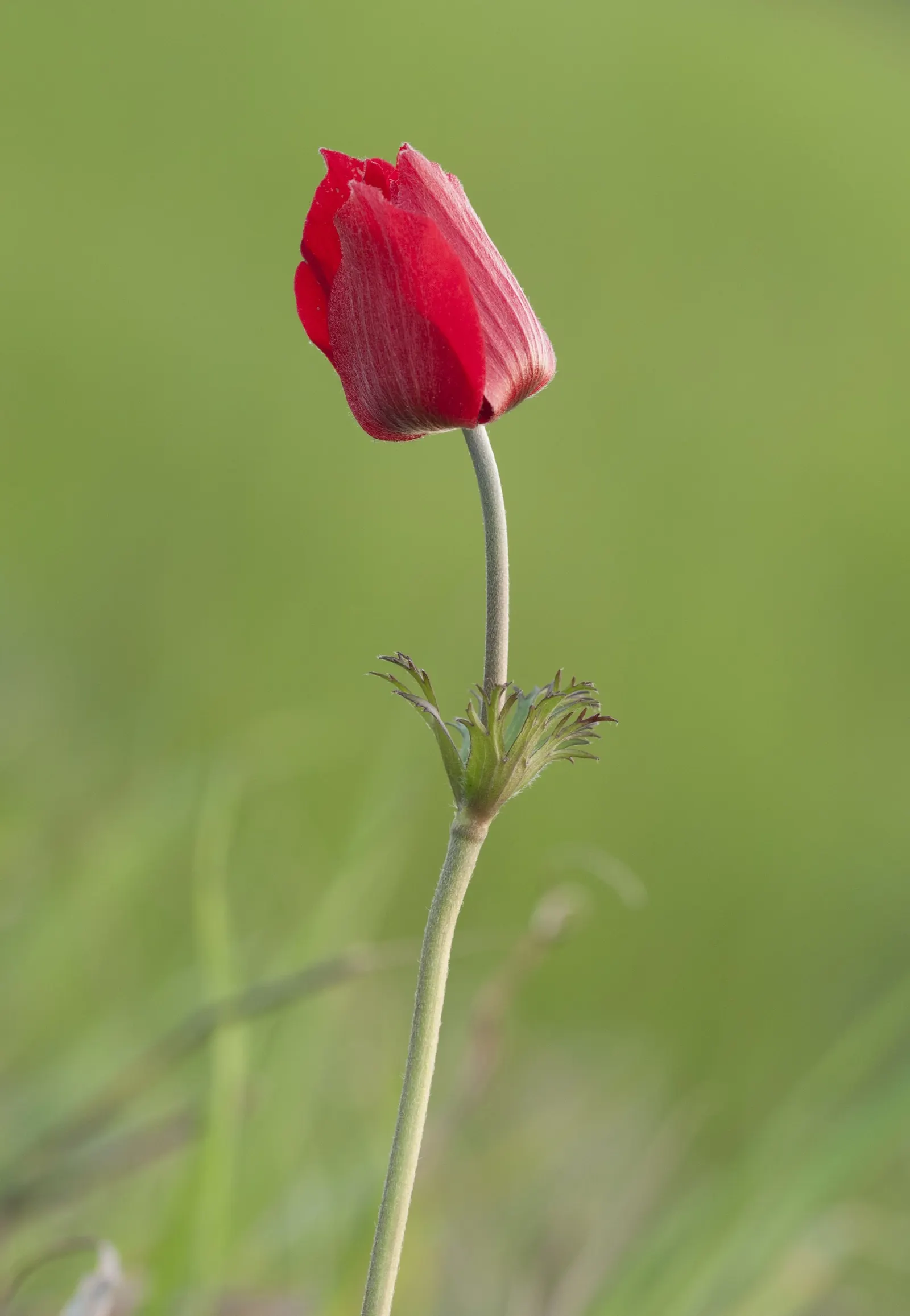 Poppy-Flowered Anemone (Anemone Coronaria) — Originating from the Mediterranean region
