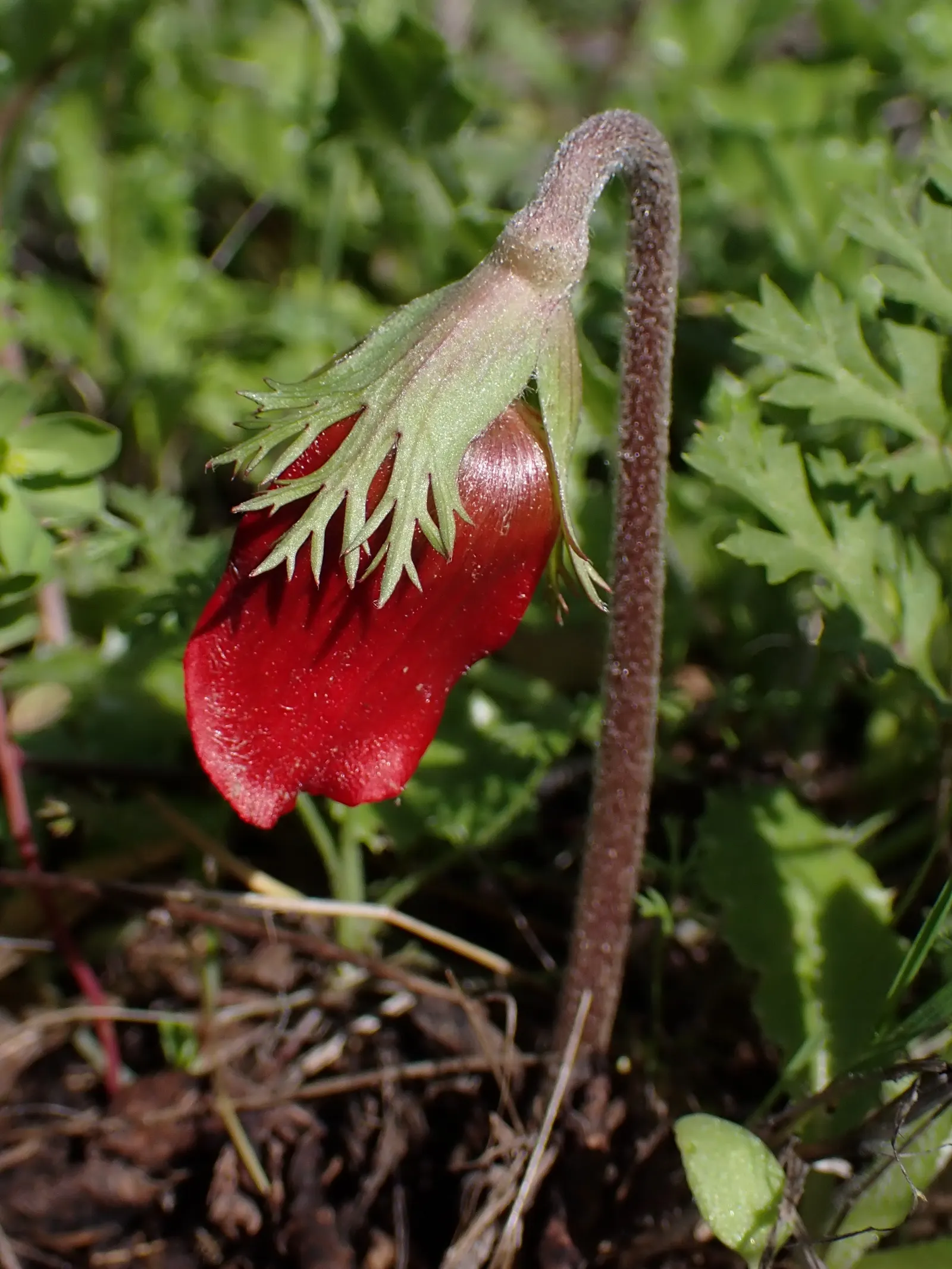 Poppy-Flowered Anemone (Anemone Coronaria) — Anemone coronaria prefers well-drained soil and a location with full sun to part shade