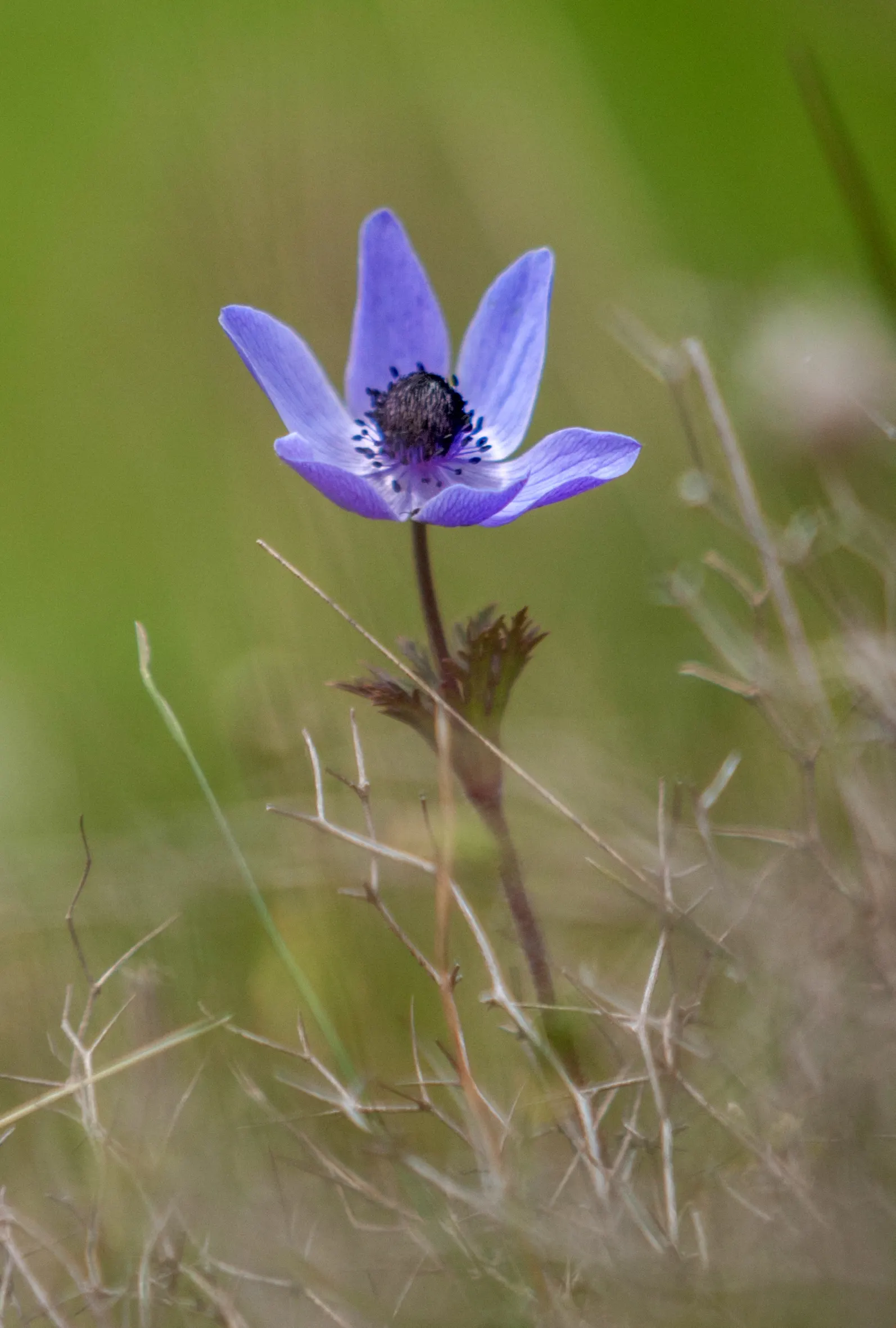 Poppy-Flowered Anemone (Anemone Coronaria) — They are hardy in USDA zones 7 to 10; blooms emerge in spring, showcasing cup-shaped, poppy-like, image 74