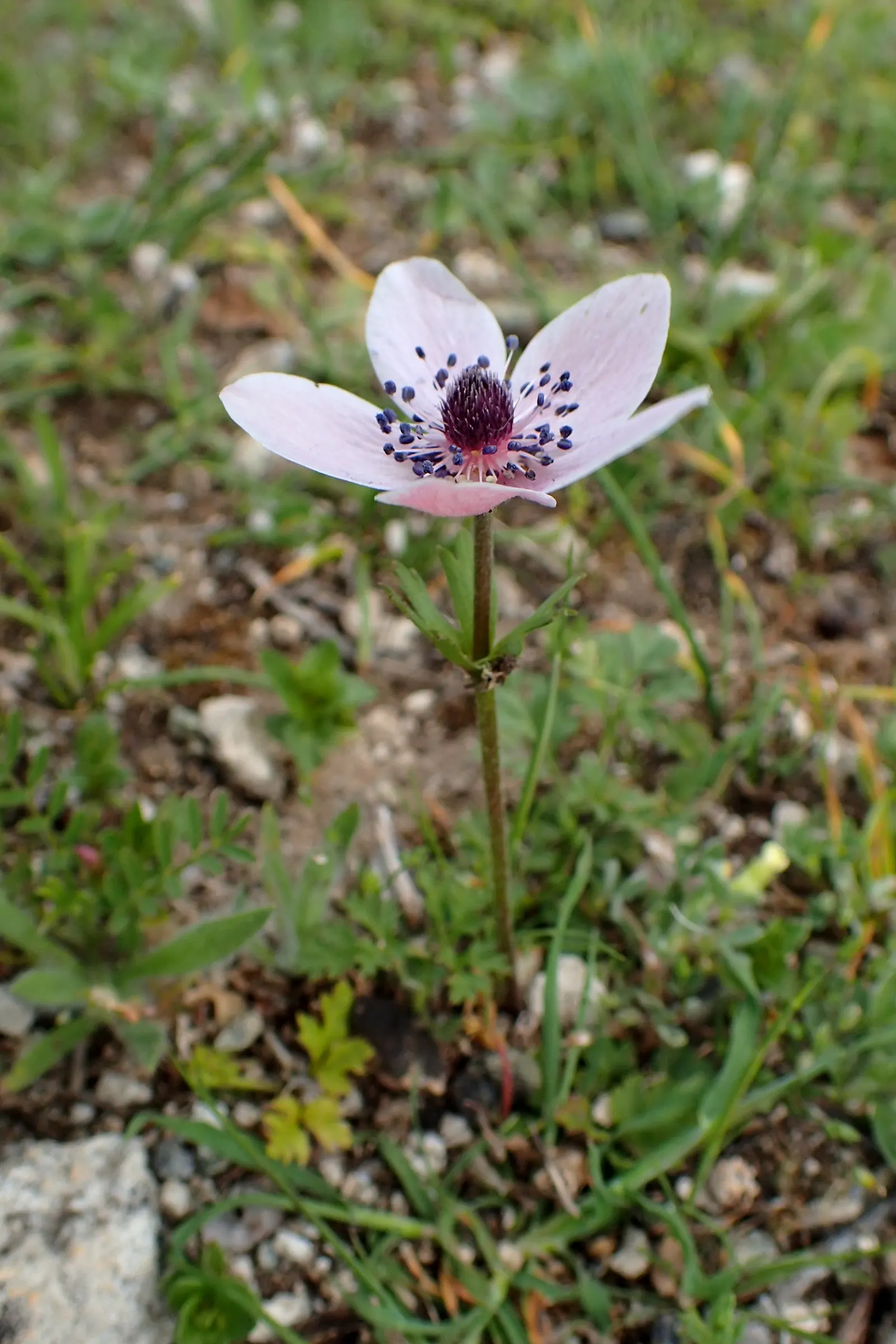 Poppy-Flowered Anemone (Anemone Coronaria) — When designing with Anemone coronaria