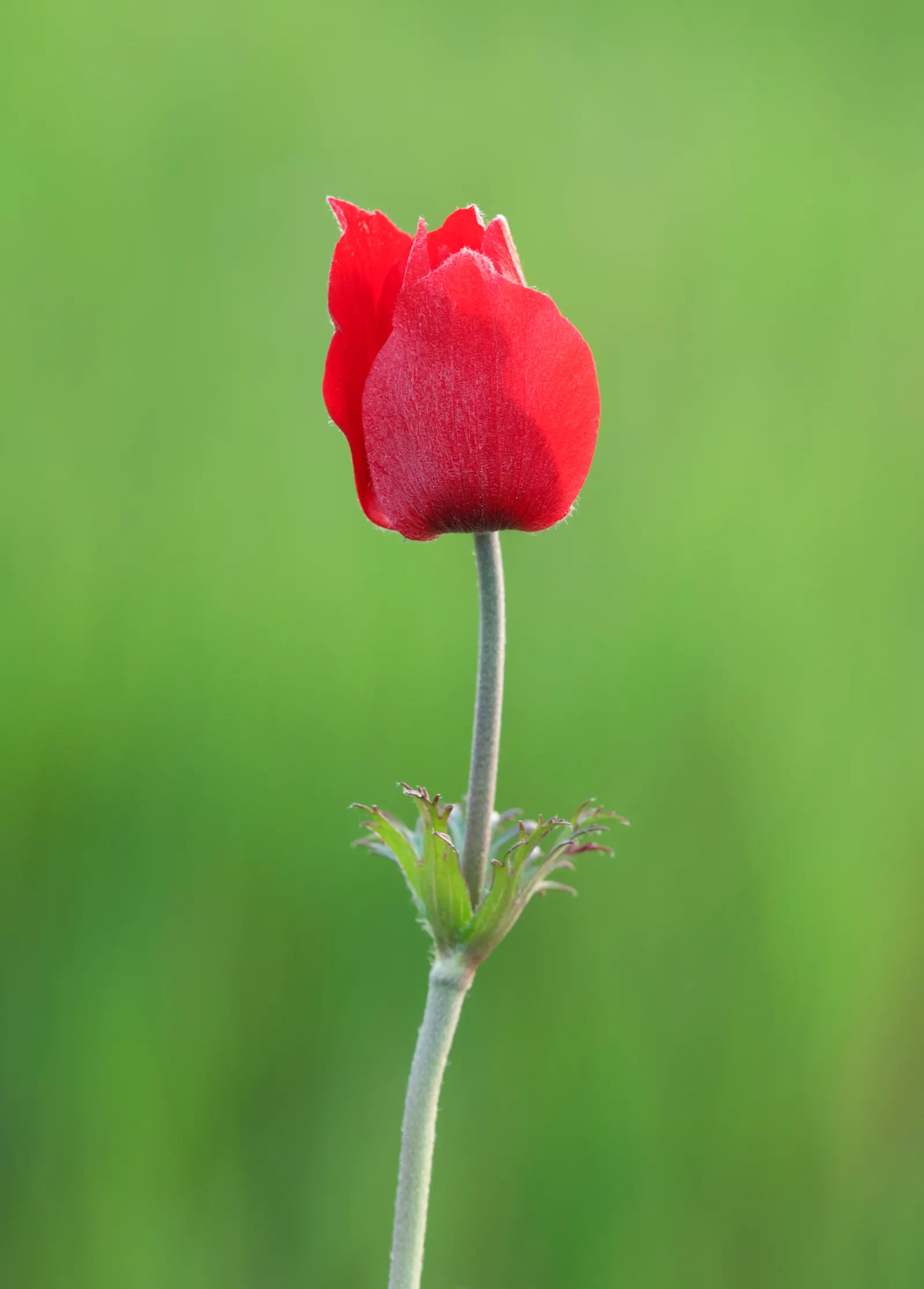 Poppy-Flowered Anemone (Anemone Coronaria) — Anemone coronaria prefers well-drained soil and a location with full sun to part shade; they are not significantly