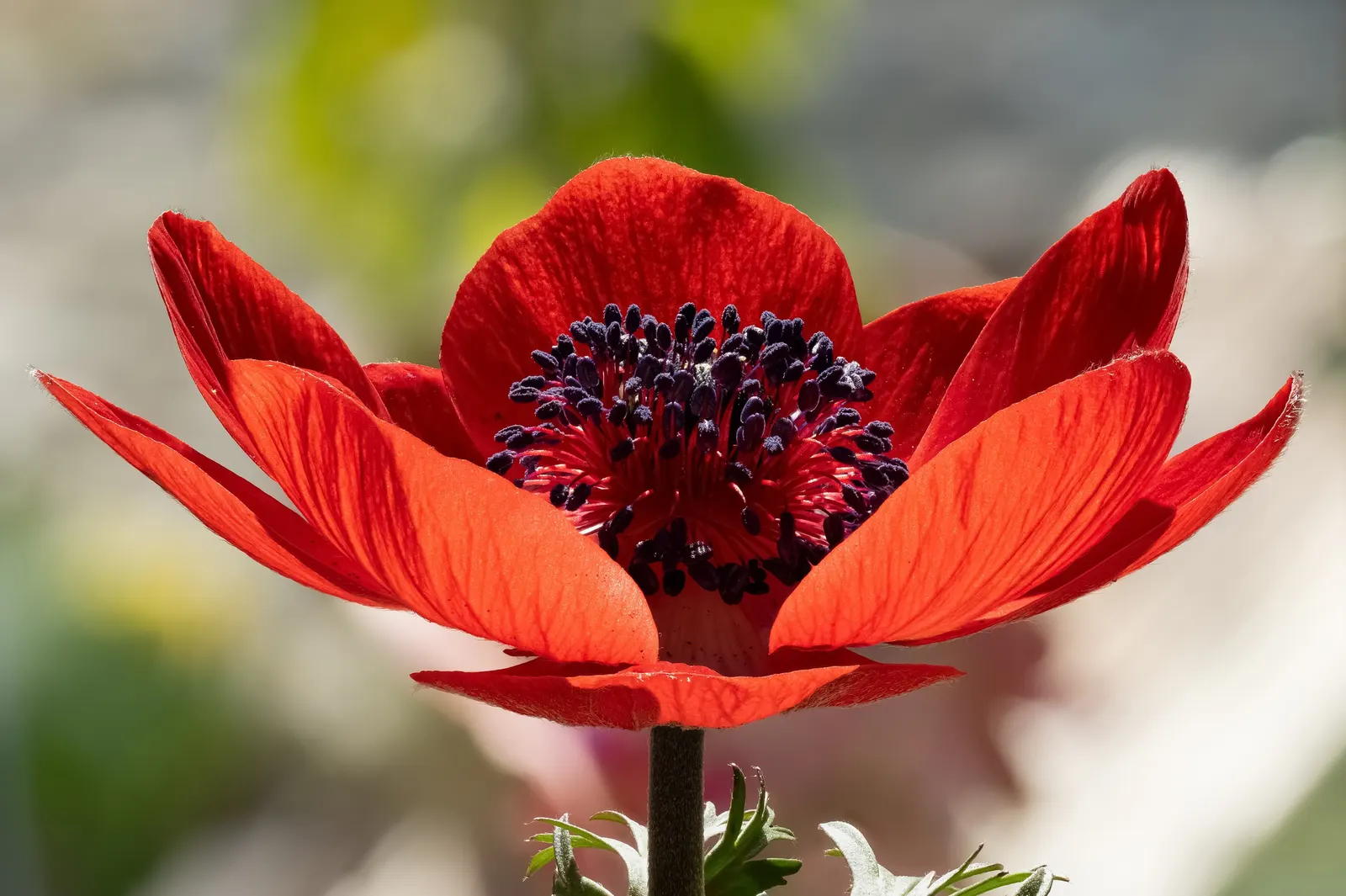 Poppy-Flowered Anemone (Anemone Coronaria) — making them a reliable choice for a hassle-free garden display, image 50