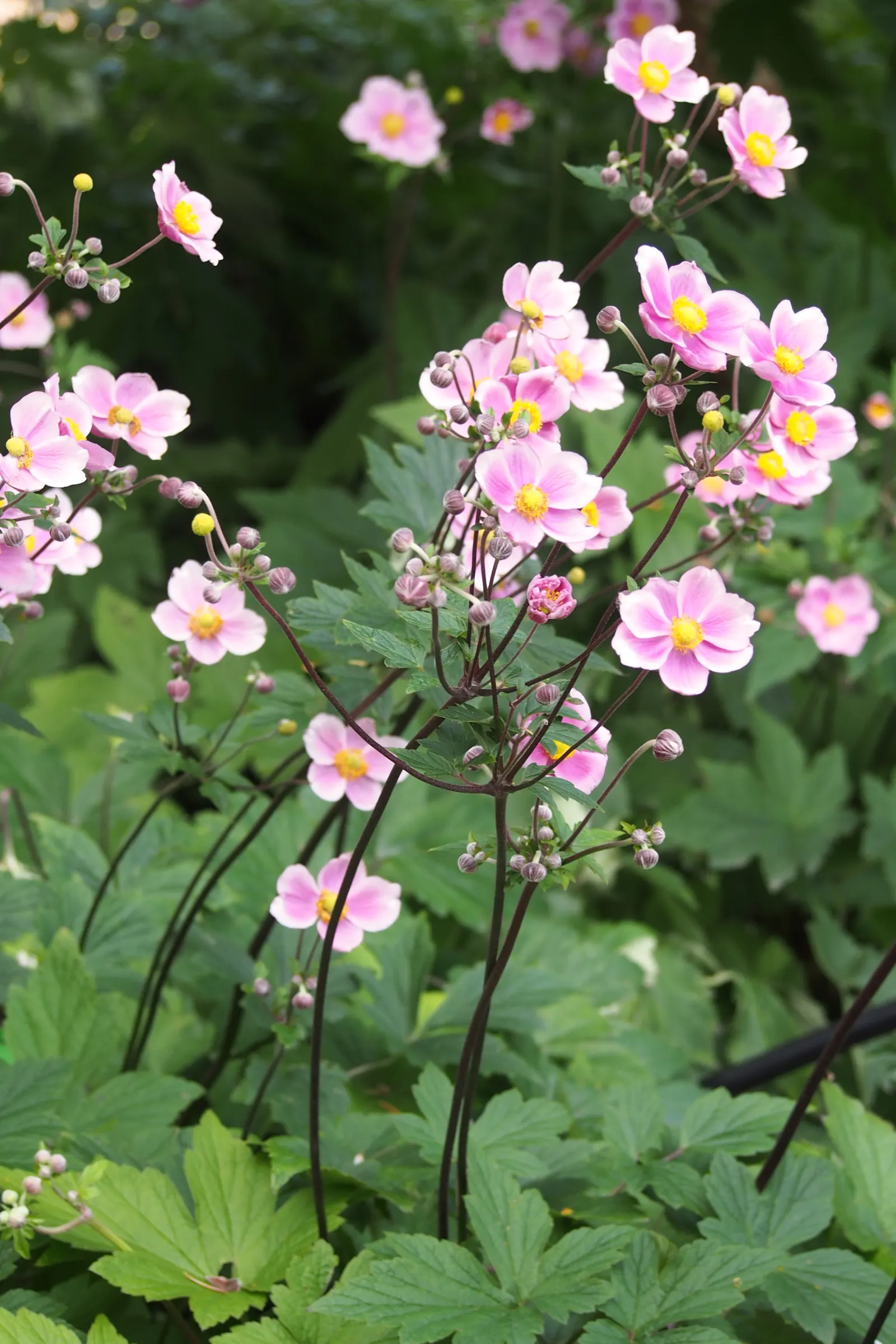 Poppy-Flowered Anemone (Anemone Coronaria) — making them a reliable choice for a hassle-free garden display, image 77