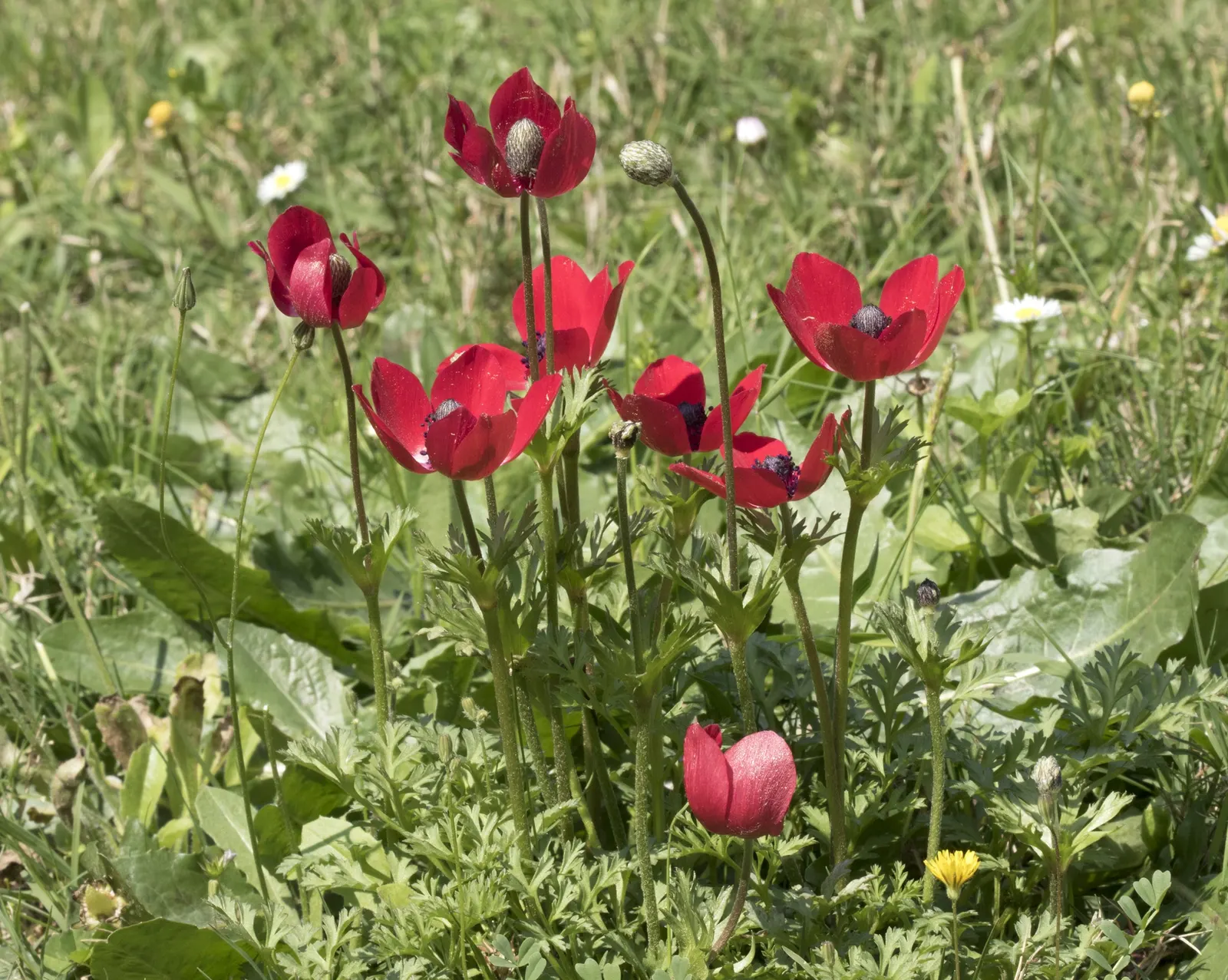 Poppy-Flowered Anemone (Anemone Coronaria) — offering a compact growth habit ideal for border fronts; is a charming and vibrant perennial that's, image 67