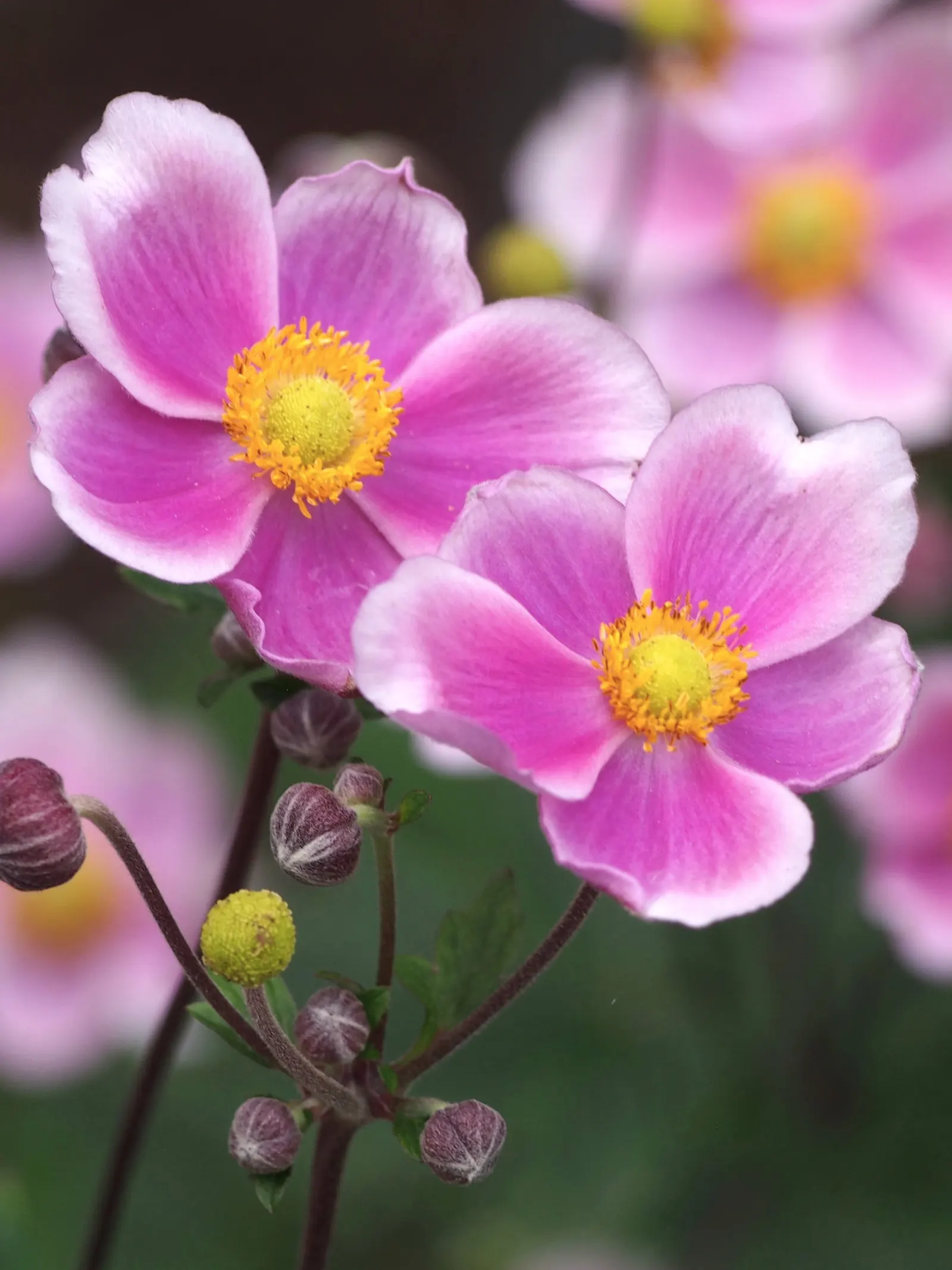 Poppy-Flowered Anemone (Anemone Coronaria) — Blooms emerge in spring, showcasing cup-shaped, poppy-like flowers in hues of red, blue, pink, or, image 83