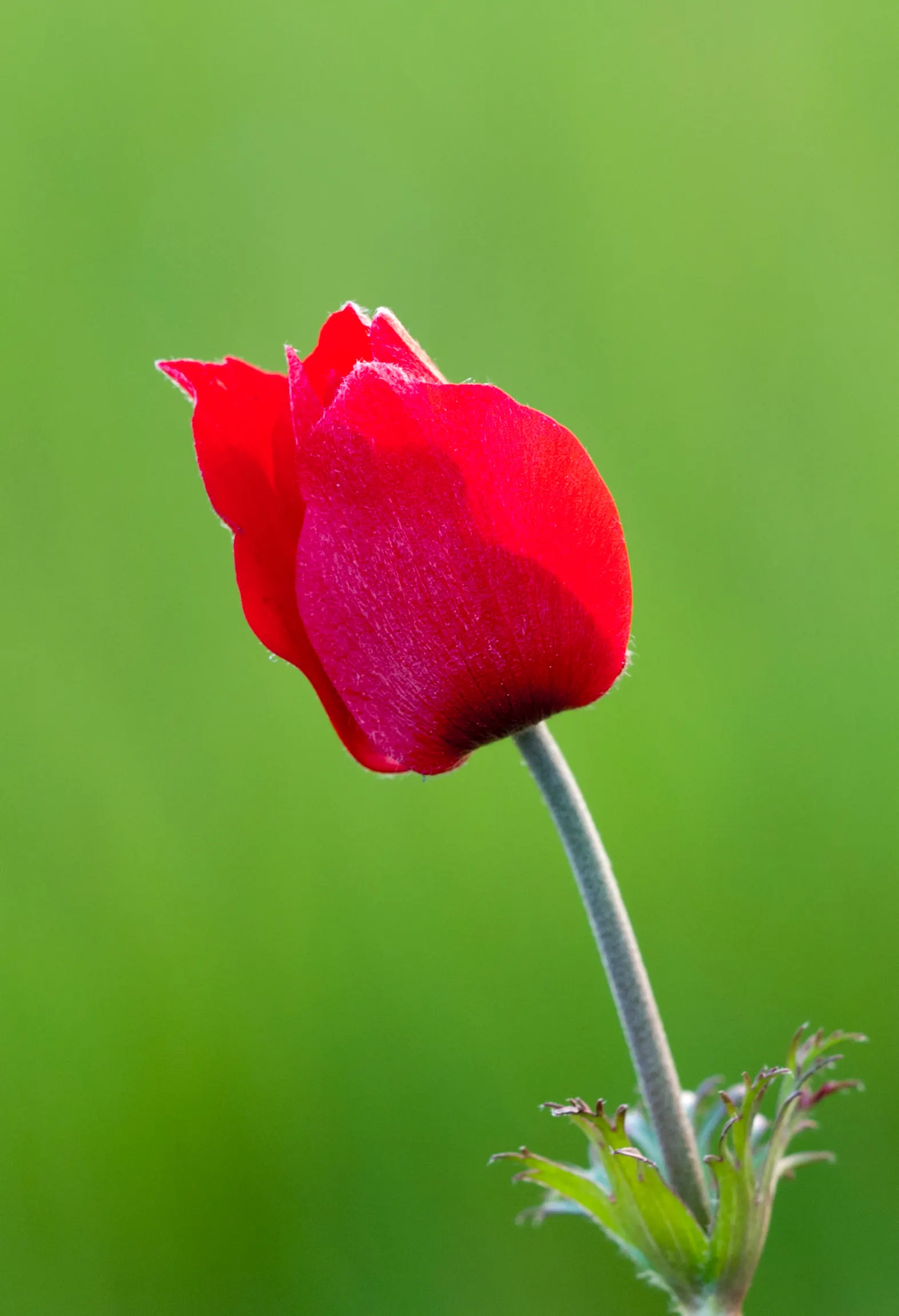 Poppy-Flowered Anemone (Anemone Coronaria) — with a spread of about 6 to 9 inches; annual / perennial for full or half