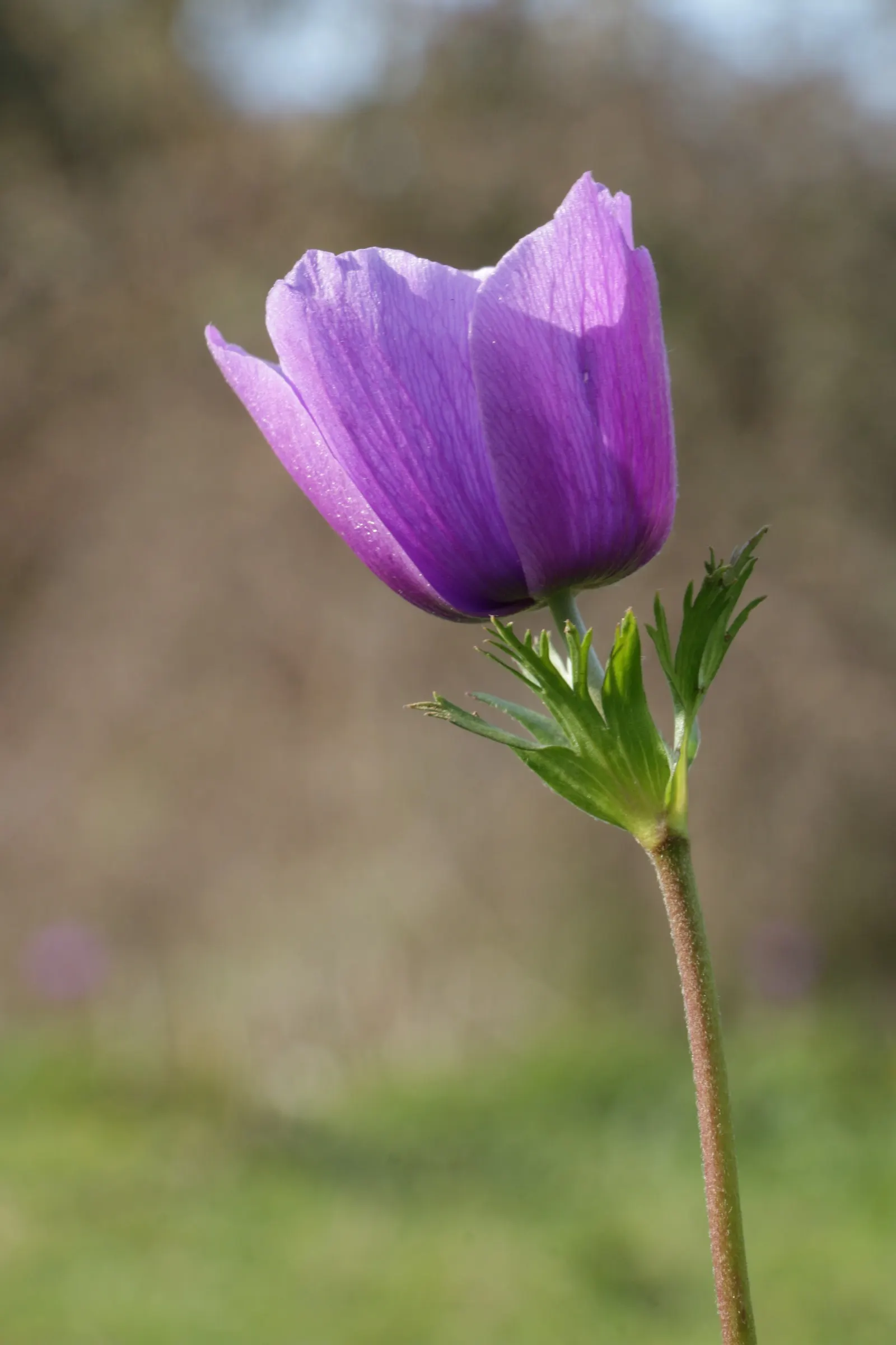 Poppy-Flowered Anemone (Anemone Coronaria) — measuring up to 2 to 3 inches across, image 95