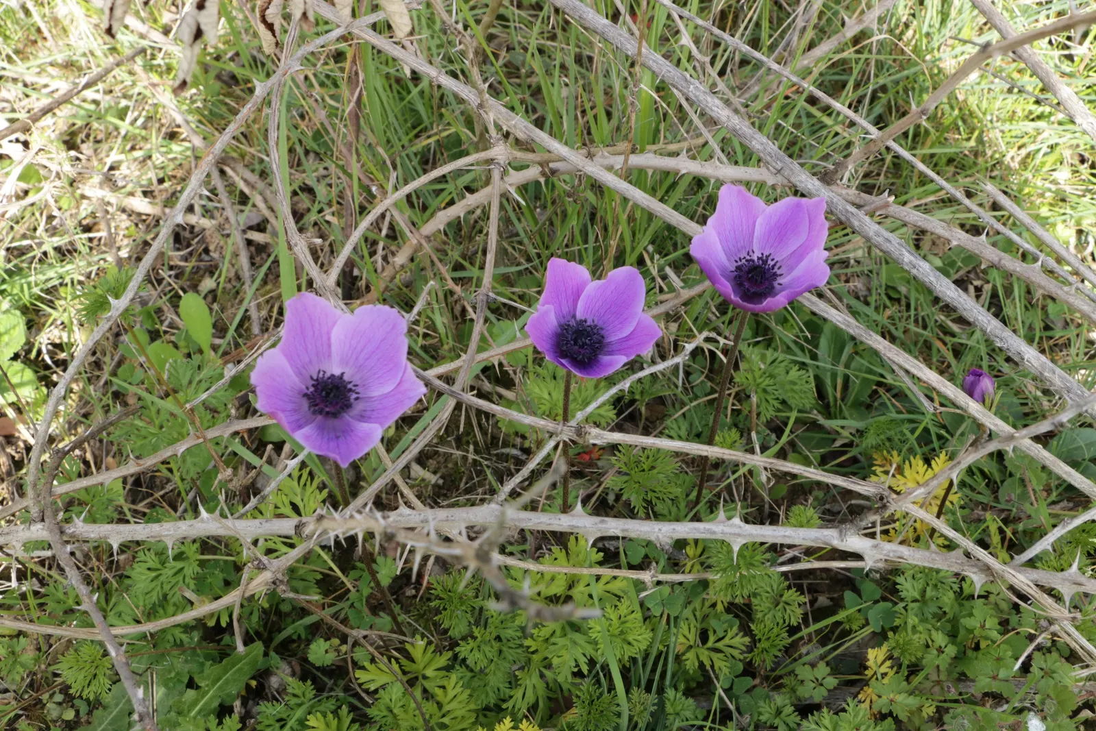 Poppy-Flowered Anemone (Anemone Coronaria) — making them a reliable choice for a hassle-free garden display, image 104