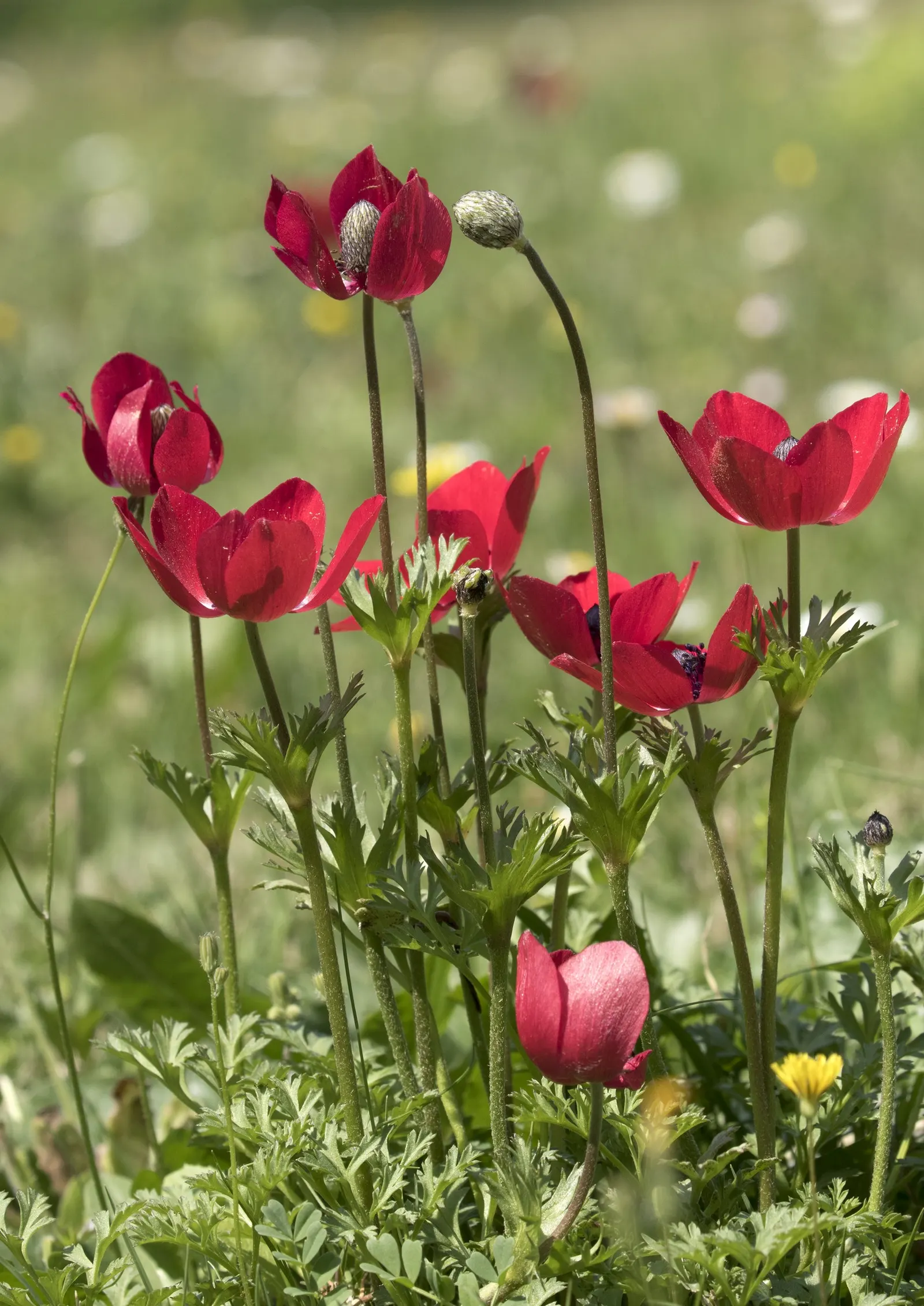 Poppy-Flowered Anemone (Anemone Coronaria) — A noteworthy aspect is their blooming season which spans from late winter to early spring; this plant boasts a