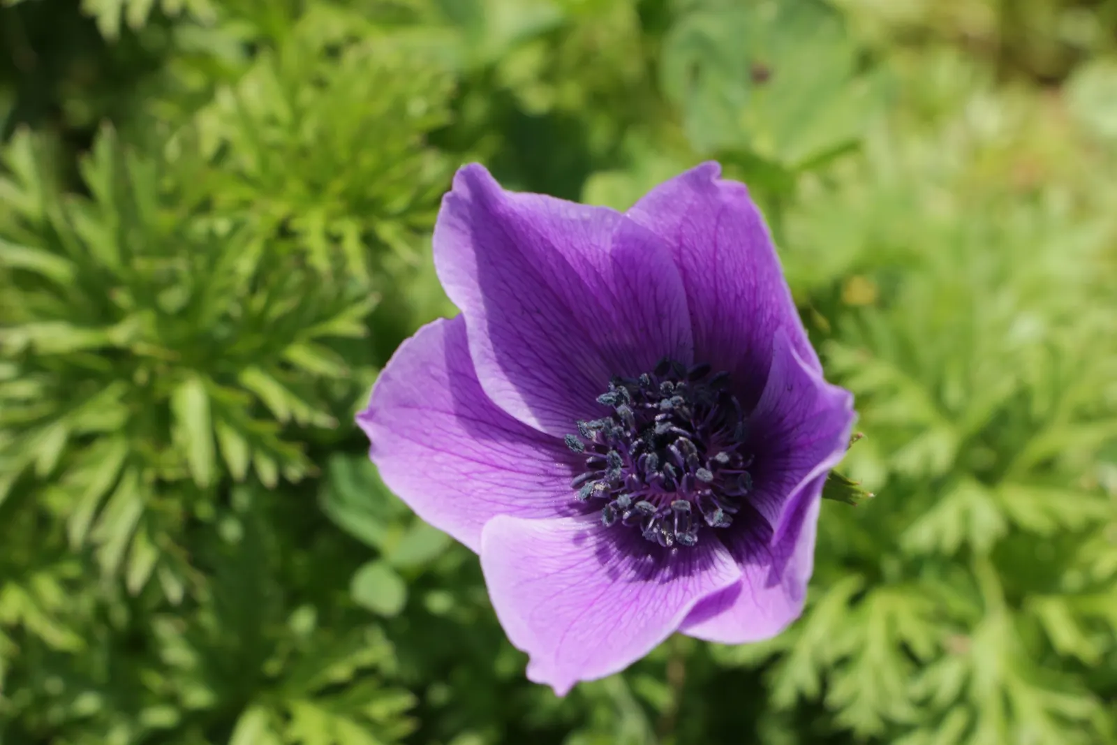 Poppy-Flowered Anemone (Anemone Coronaria) — They reach a height of 9-18 inches with a spread of 6-9 inches; providing an attractive lacy, image 84