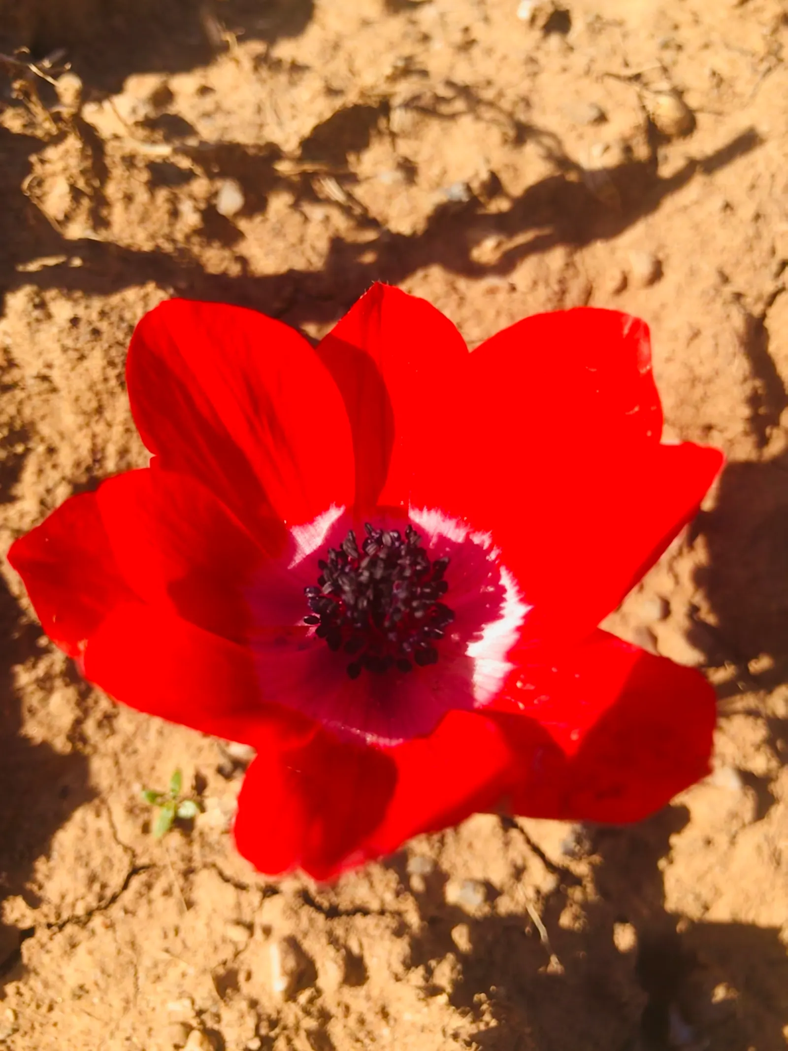 Poppy-Flowered Anemone (Anemone Coronaria) — They are not significantly prone to pests or diseases; each featuring a black or yellow central eye, image 76