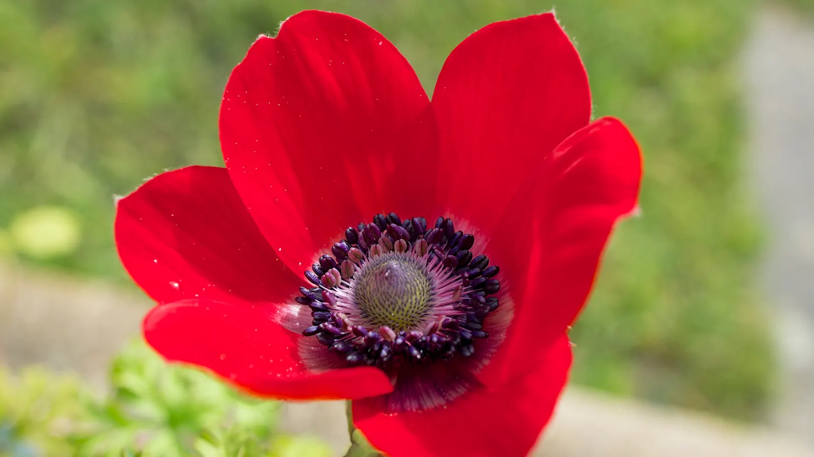 Poppy-Flowered Anemone (Anemone Coronaria) — Ideal for borders or as a striking pop of color in mixed beds, image 86