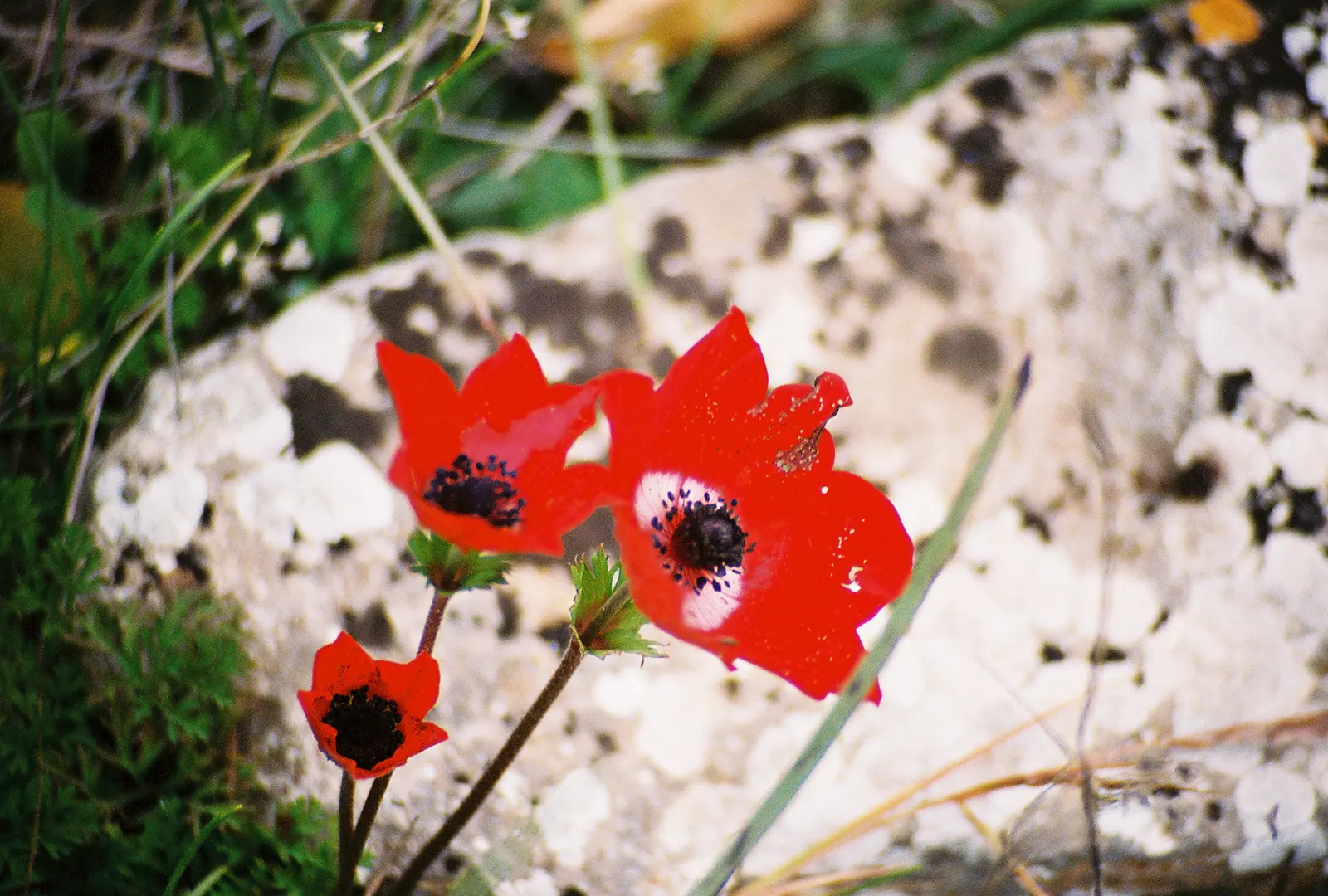 Poppy-Flowered Anemone (Anemone Coronaria) — offering a compact growth habit ideal for border fronts; is a charming and vibrant perennial that's, image 94