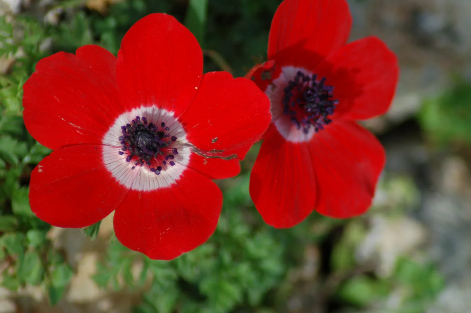 Poppy-Flowered Anemone (Anemone Coronaria) — The foliage is finely dissected; originating from the Mediterranean region