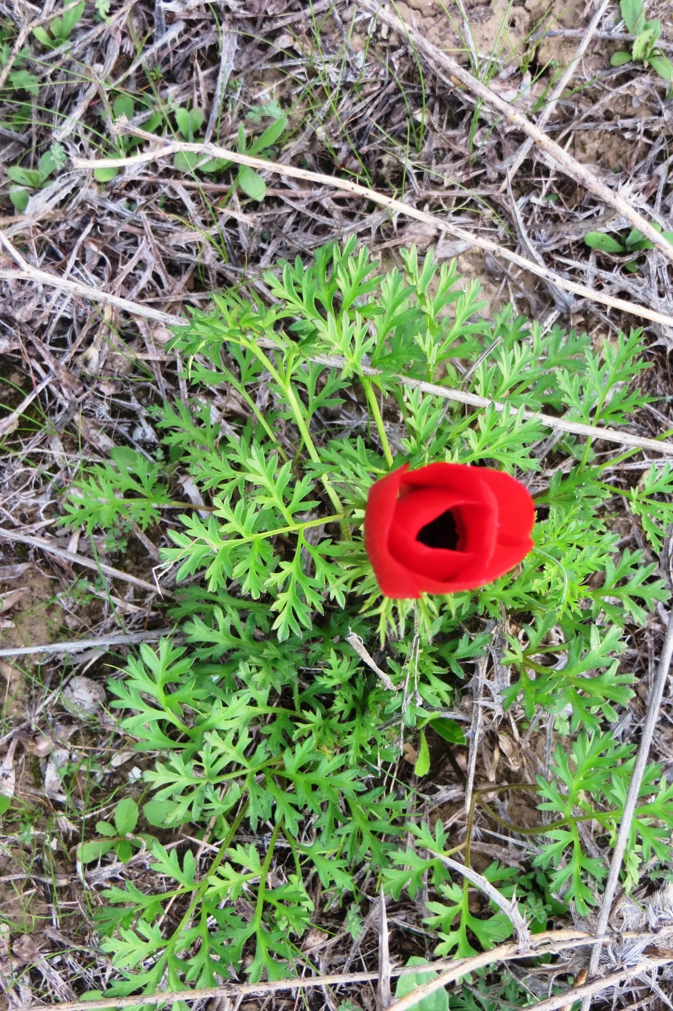 Poppy-Flowered Anemone (Anemone Coronaria) — Anemone coronaria prefers well-drained soil and a location with full sun to part shade; they are not, image 73