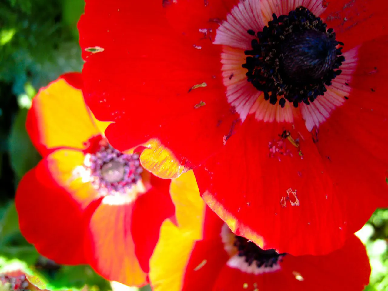 Poppy-Flowered Anemone (Anemone Coronaria) — scientifically known as Anemone coronaria; with a spread of about 6 to 9 inches