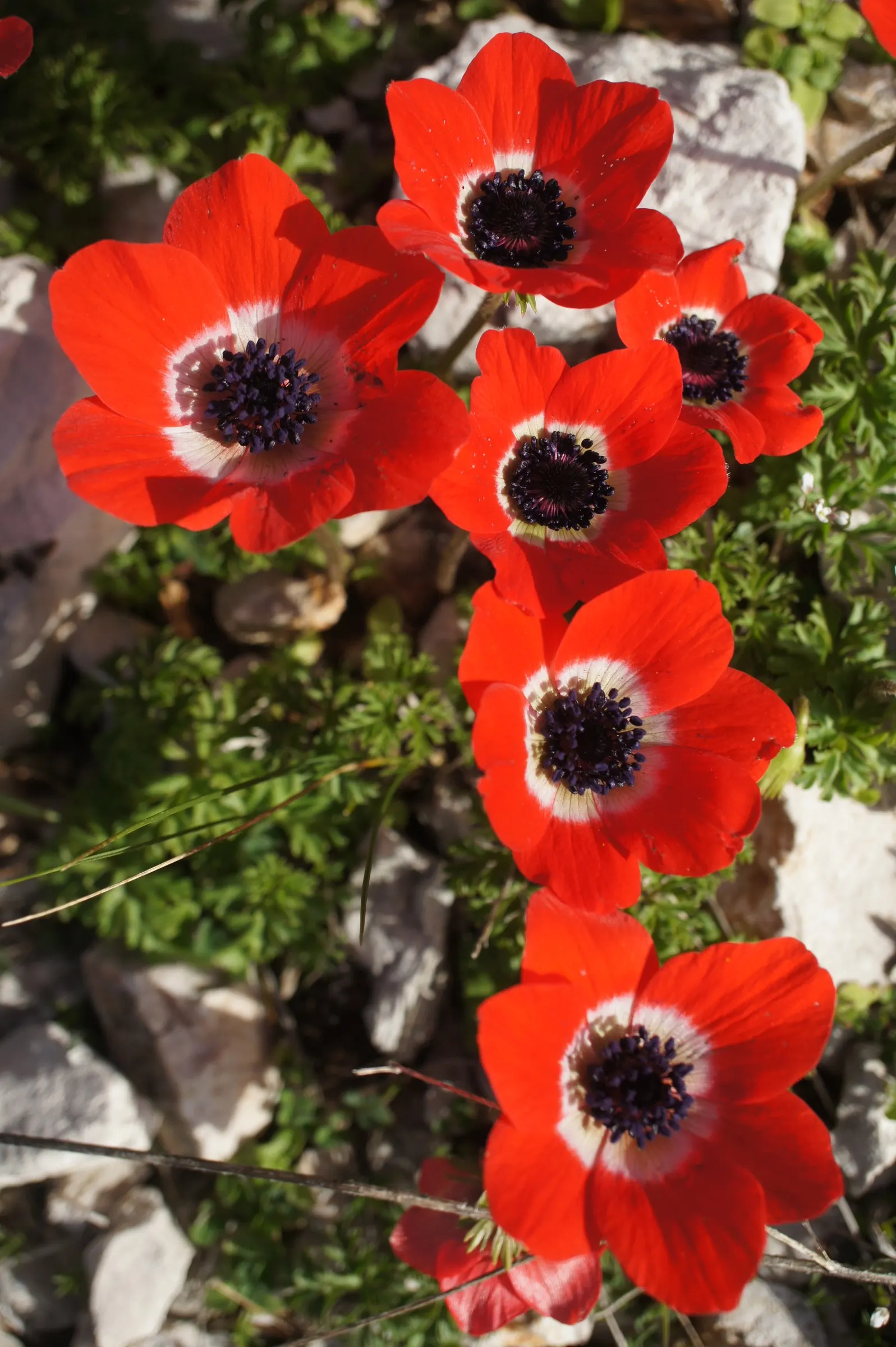 Poppy-Flowered Anemone (Anemone Coronaria) — as suggested by its common name; offering a compact growth habit ideal for border fronts, image 91