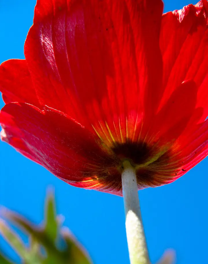 Poppy-Flowered Anemone (Anemone Coronaria) — providing an attractive lacy background that further accentuates the bold flowers.<br><br>For optimal growth; the