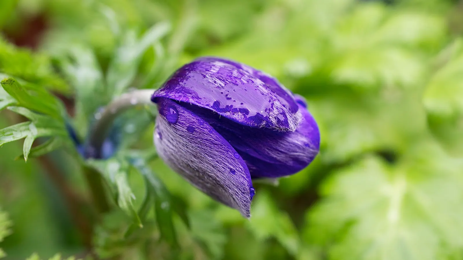 Poppy-Flowered Anemone (Anemone Coronaria) — The foliage is finely dissected; originating from the Mediterranean region, image 71