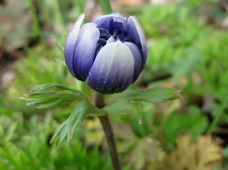 Poppy-Flowered Anemone (Anemone Coronaria) — Anemone coronaria typically reaches a height of 12 to 18 inches; they are hardy in USDA zones 7 to 10, image 65