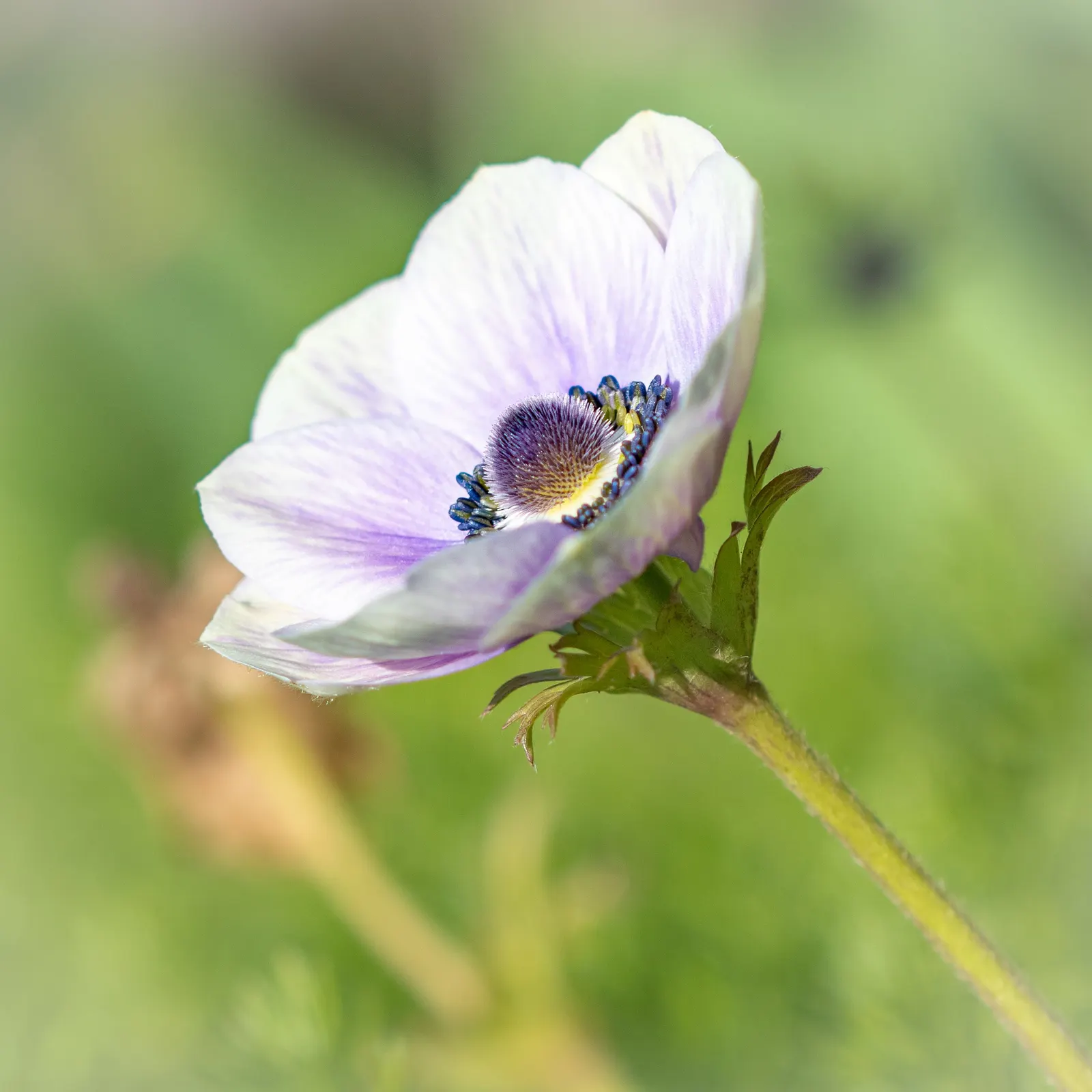 Poppy-Flowered Anemone (Anemone Coronaria) — They reach a height of 9-18 inches with a spread of 6-9 inches