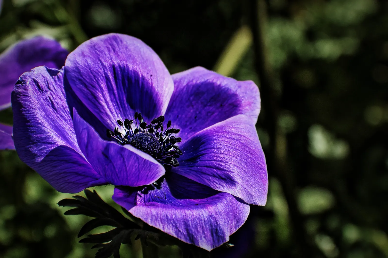 Poppy-Flowered Anemone (Anemone Coronaria) — each featuring a black or yellow central eye that adds a dramatic contrast to the colorful petals; the, image 97