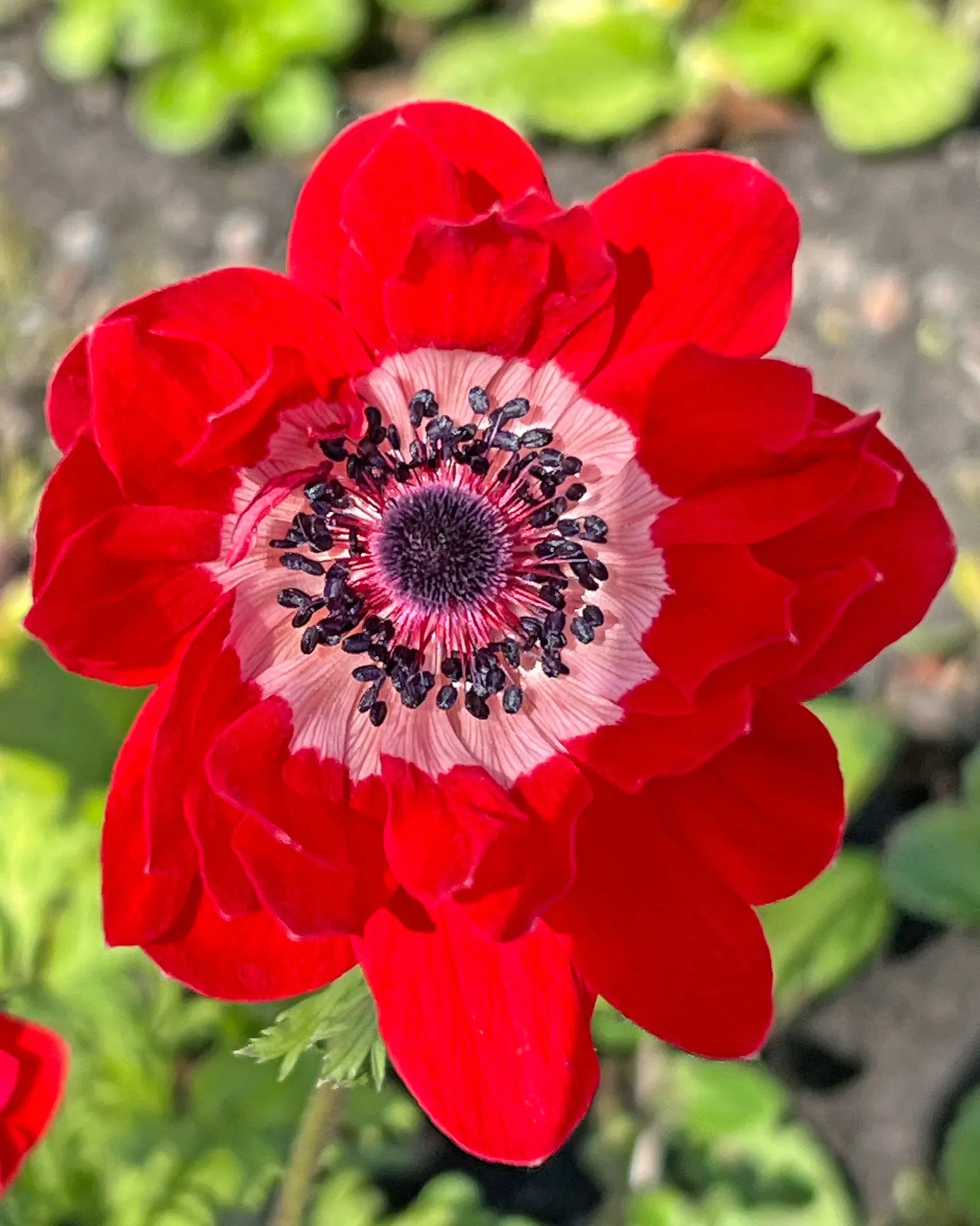 Poppy-Flowered Anemone (Anemone Coronaria) — A noteworthy aspect is their blooming season which spans from late winter to early spring