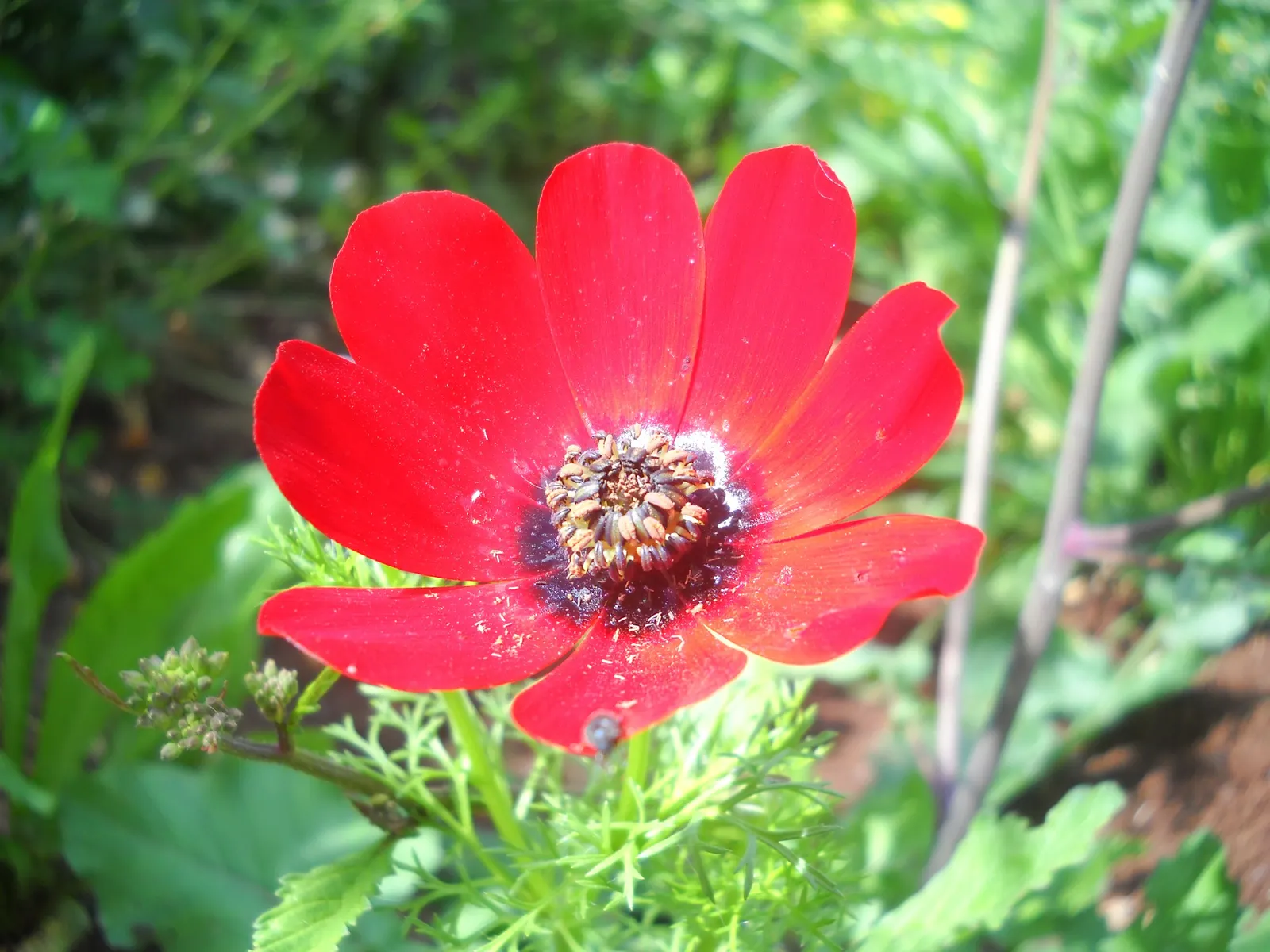 Poppy-Flowered Anemone (Anemone Coronaria) — as suggested by its common name; offering a compact growth habit ideal for border fronts