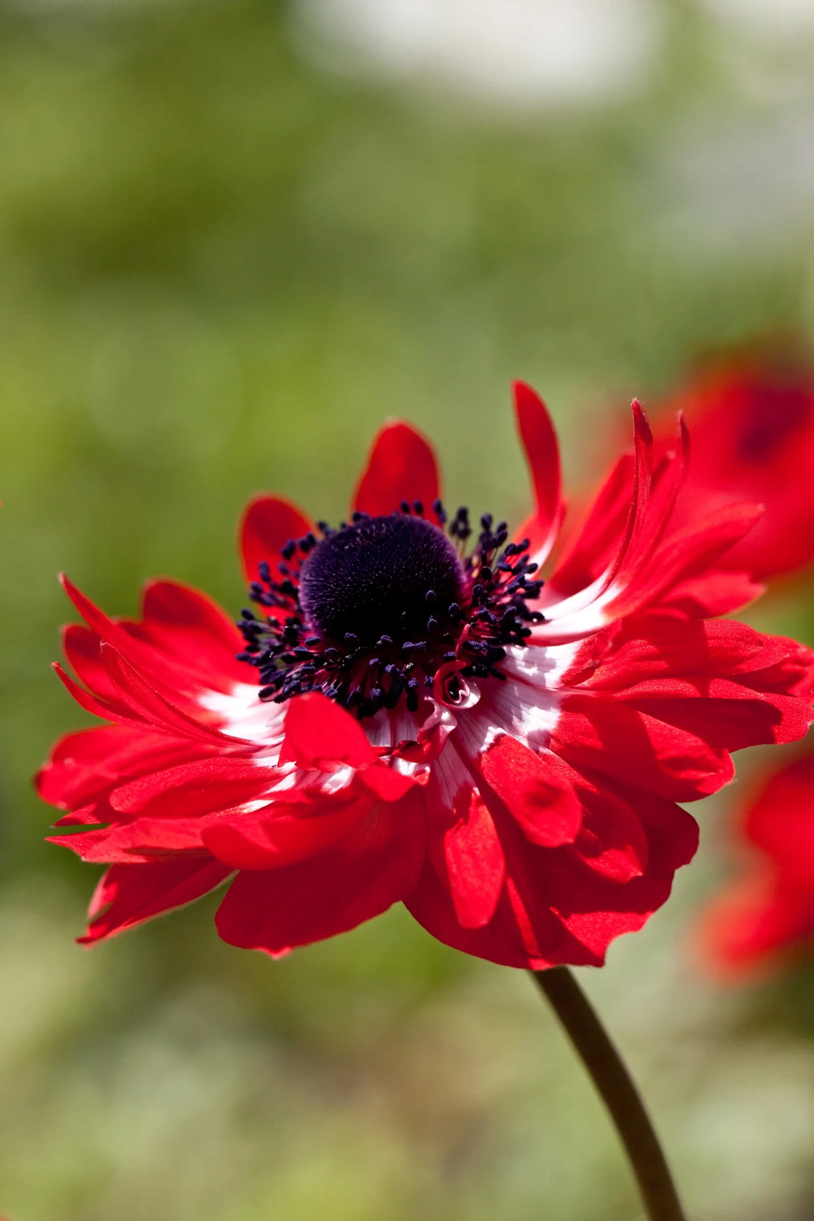 Poppy-Flowered Anemone (Anemone Coronaria) — as suggested by its common name