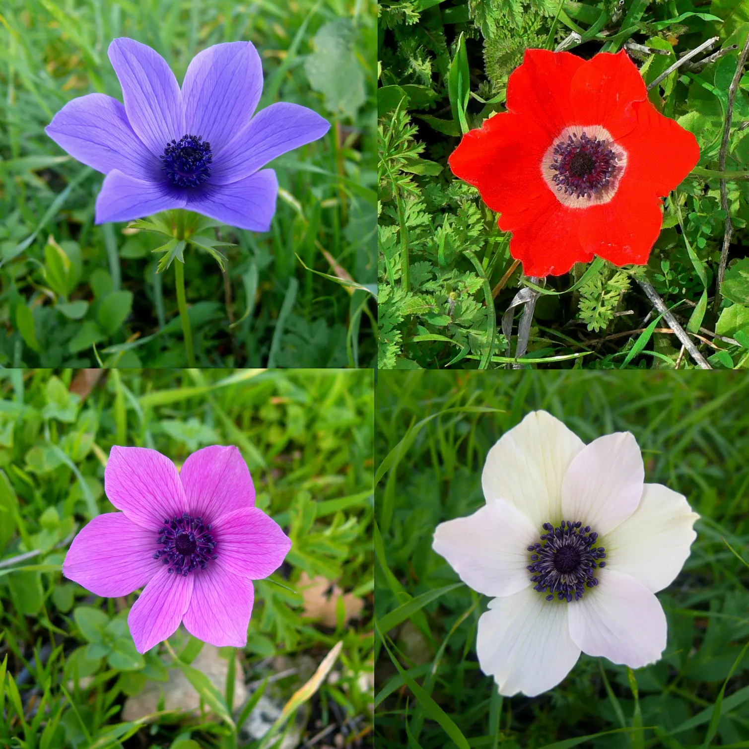 Poppy-Flowered Anemone (Anemone Coronaria) — The flowers come in a variety of hues including red; a noteworthy aspect is their blooming season, image 69