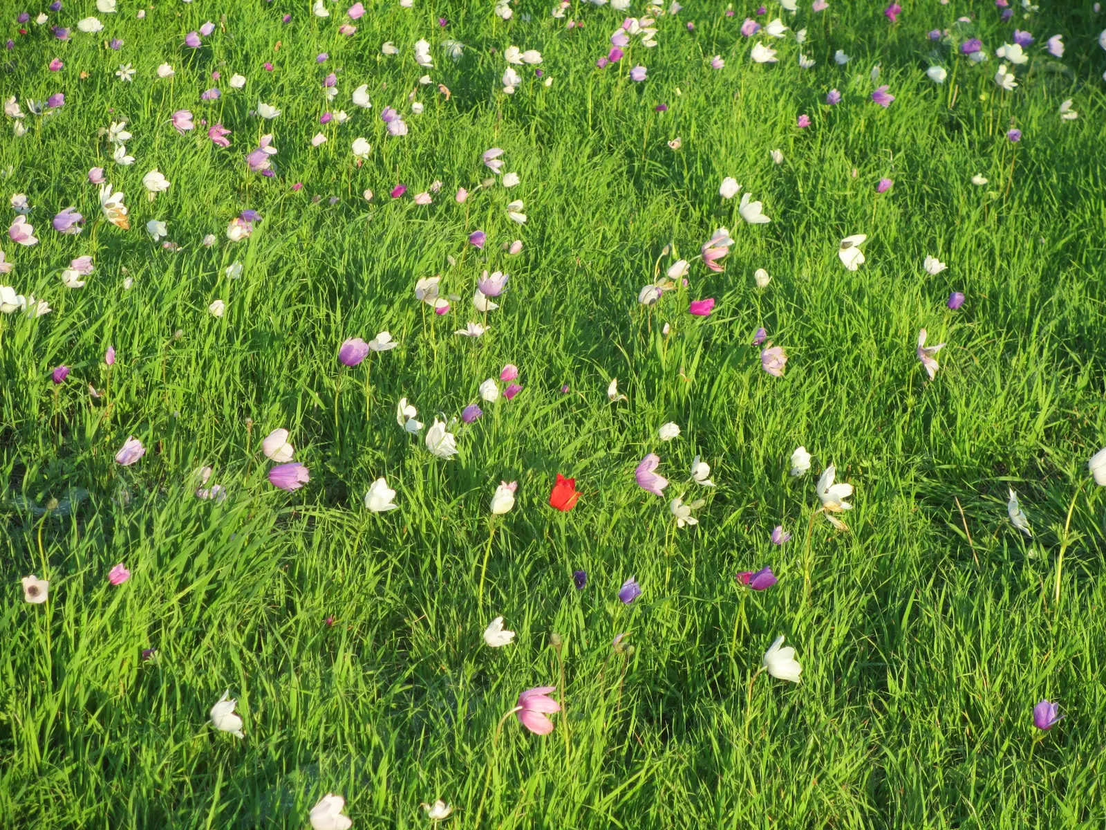 Poppy-Flowered Anemone (Anemone Coronaria) — They are hardy in USDA zones 7 to 10