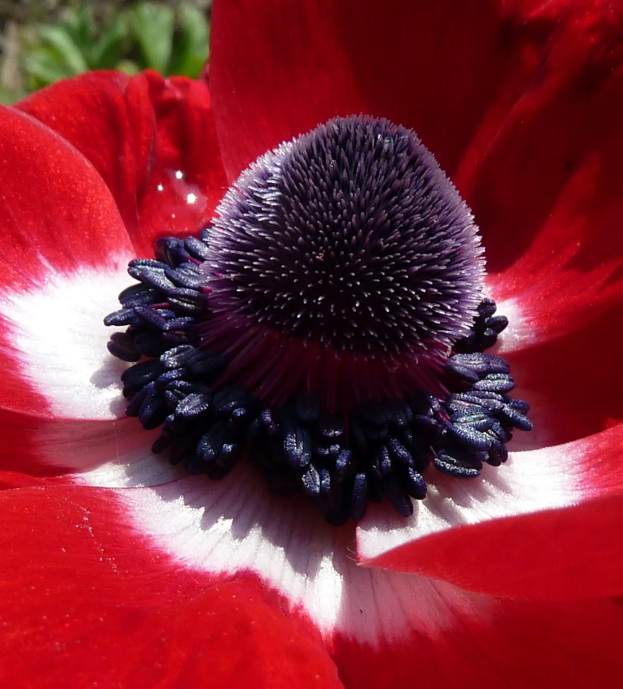 Poppy-Flowered Anemone (Anemone Coronaria) — Anemone coronaria typically reaches a height of 12 to 18 inches; they are hardy in USDA zones 7 to 10