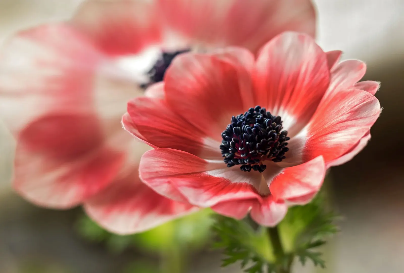 Poppy-Flowered Anemone (Anemone Coronaria) — providing an attractive lacy background that further accentuates the bold flowers.<br><br>For optimal growth