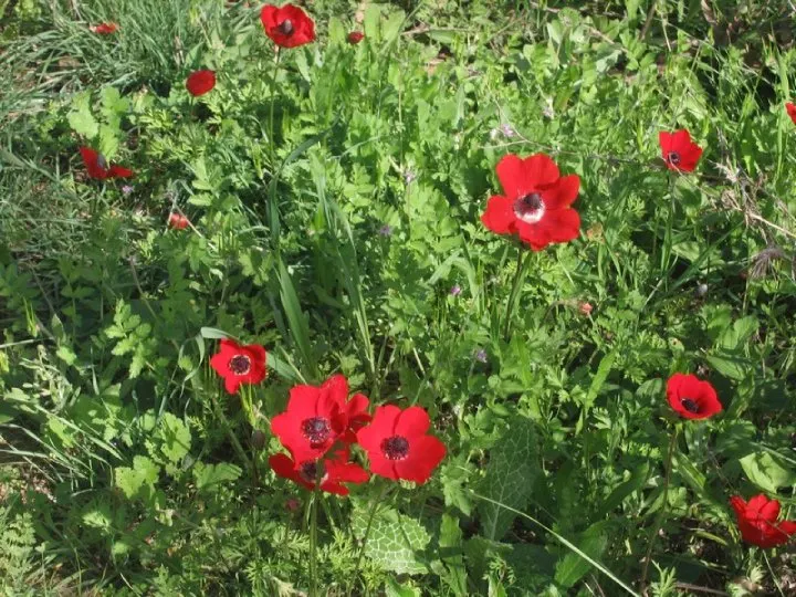 Poppy-Flowered Anemone (Anemone Coronaria) — making them a reliable choice for a hassle-free garden display