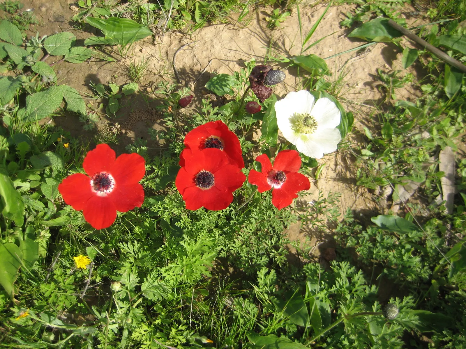 Poppy-Flowered Anemone (Anemone Coronaria) — Ideal for borders or as a striking pop of color in mixed beds, image 59