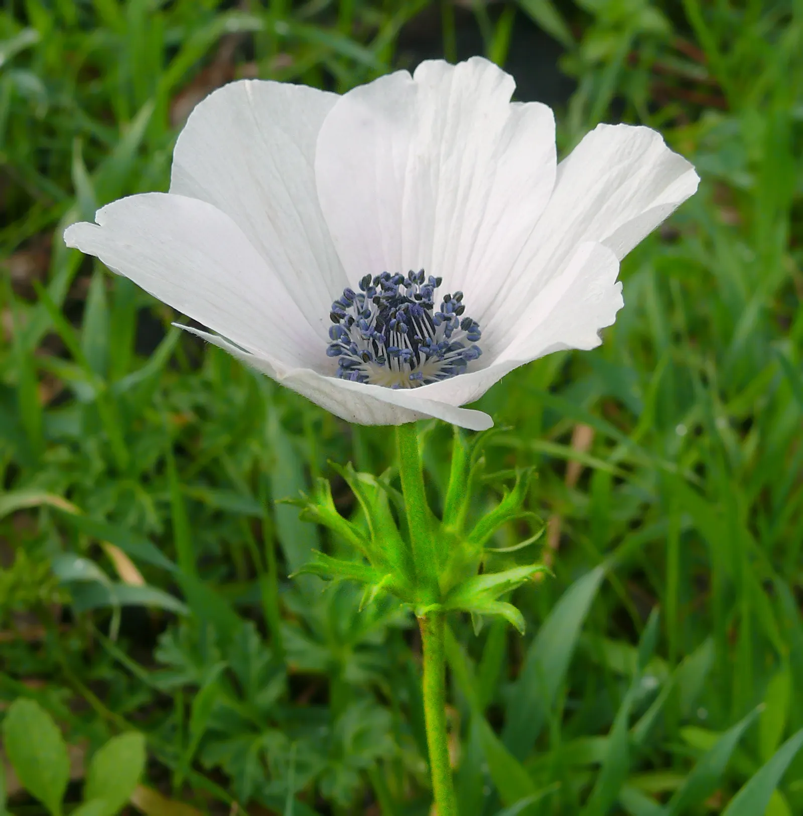 Poppy-Flowered Anemone (Anemone Coronaria) — each featuring a black or yellow central eye that adds a dramatic contrast to the colorful petals; the