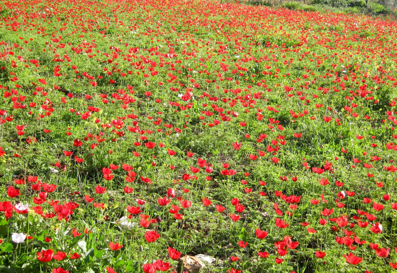 Poppy-Flowered Anemone (Anemone Coronaria) — this plant boasts a striking resemblance to poppies; scientifically known as Anemone coronaria, image 90
