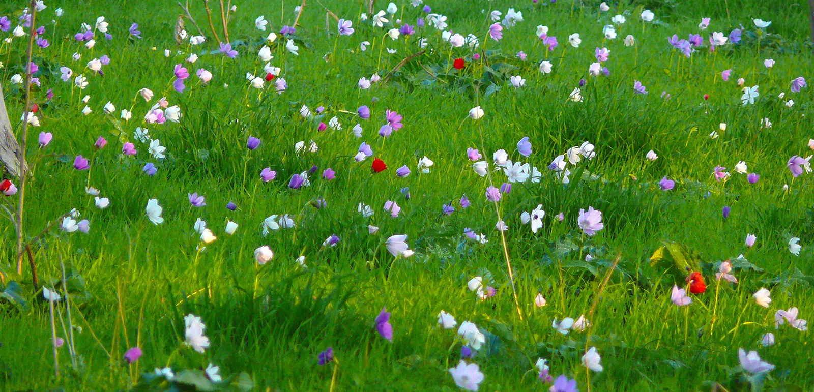 Poppy-Flowered Anemone (Anemone Coronaria) — with a spread of about 6 to 9 inches