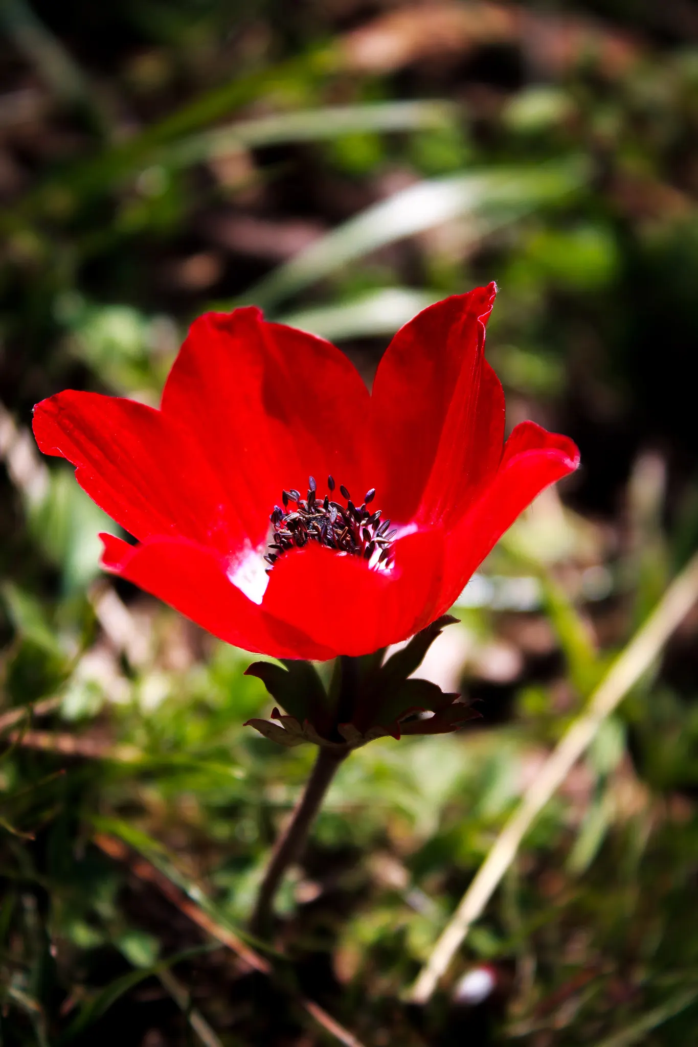 Poppy-Flowered Anemone (Anemone Coronaria) — Plant in well-drained soil and full to partial sun for optimal growth; blue flowers in the garden, image 85