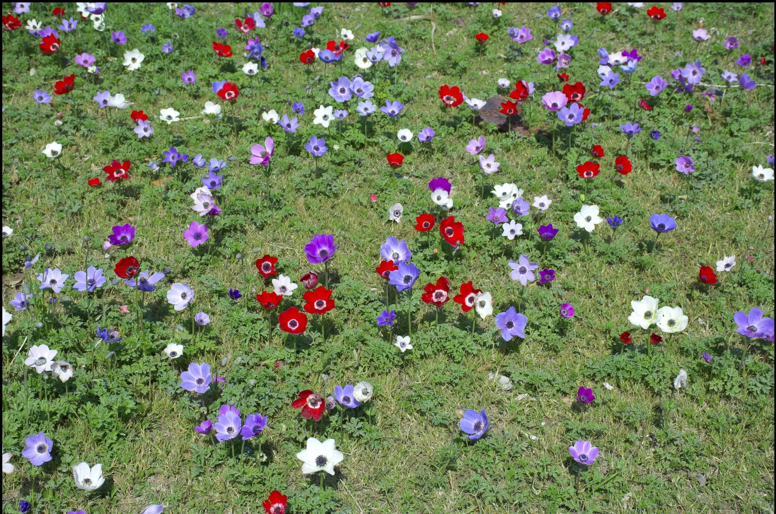 Poppy-Flowered Anemone (Anemone Coronaria) — A noteworthy aspect is their blooming season which spans from late winter to early spring; this plant, image 75