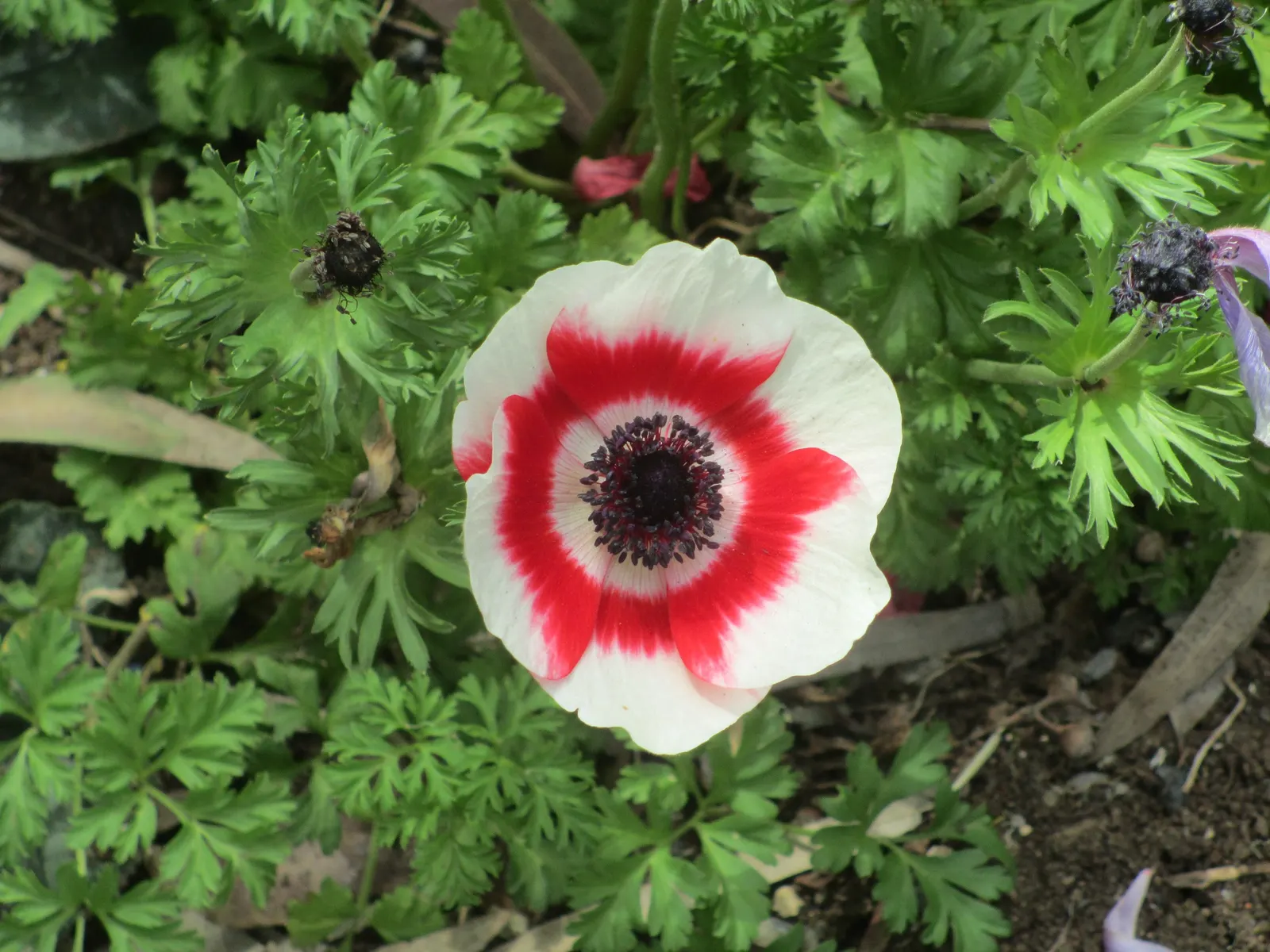 Poppy-Flowered Anemone (Anemone Coronaria) — A noteworthy aspect is their blooming season which spans from late winter to early spring; this plant, image 102
