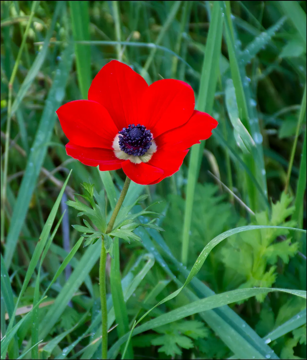 Poppy-Flowered Anemone (Anemone Coronaria) — as suggested by its common name; offering a compact growth habit ideal for border fronts, image 64