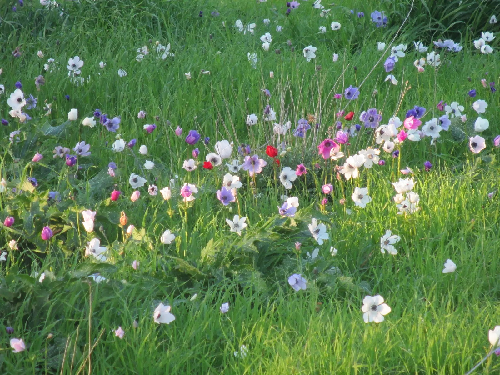 Poppy-Flowered Anemone (Anemone Coronaria) — offering a compact growth habit ideal for border fronts; is a charming and vibrant perennial that's prized for its