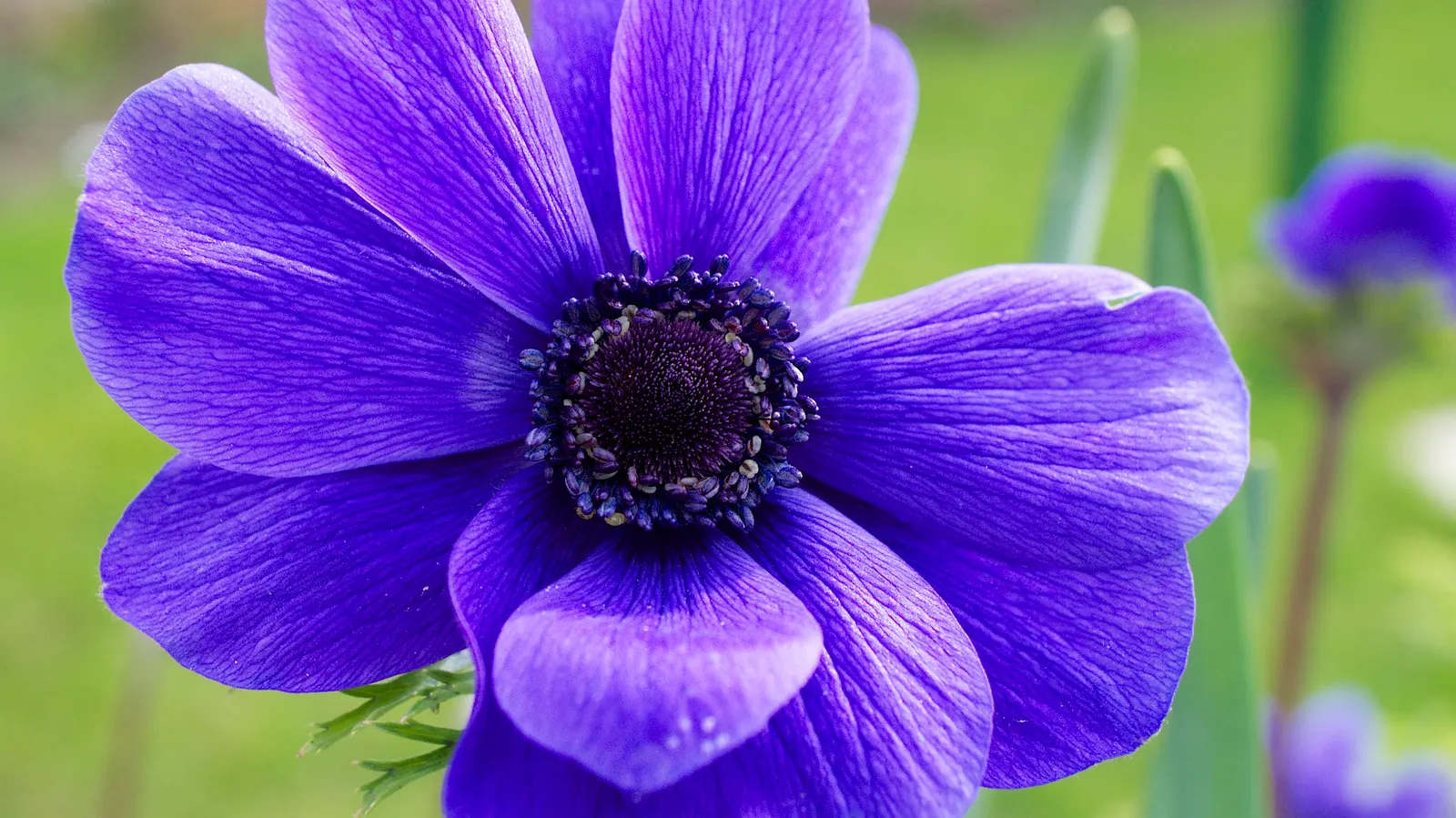 Poppy-Flowered Anemone (Anemone Coronaria) — blue flowers in the garden; as suggested by its common name, image 79