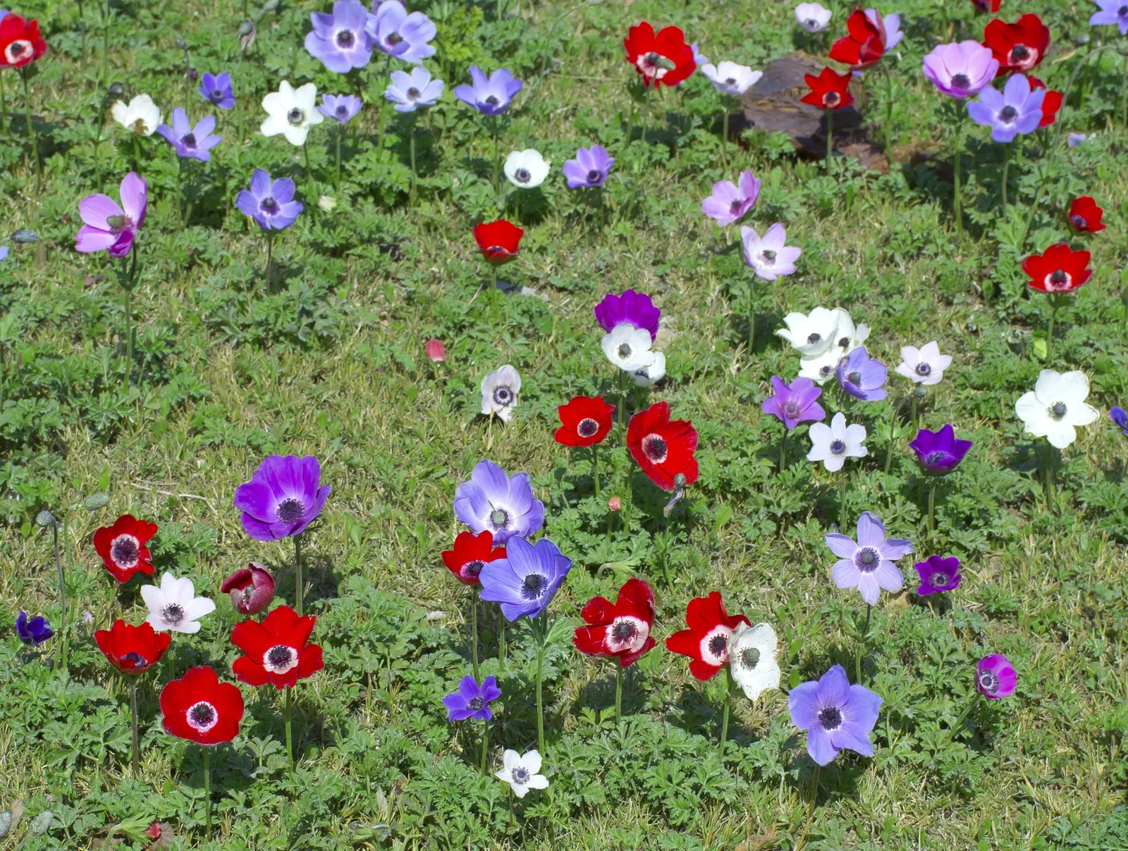 Poppy-Flowered Anemone (Anemone Coronaria) — Blooms emerge in spring, showcasing cup-shaped, poppy-like flowers in hues of red, blue, pink, or, image 56