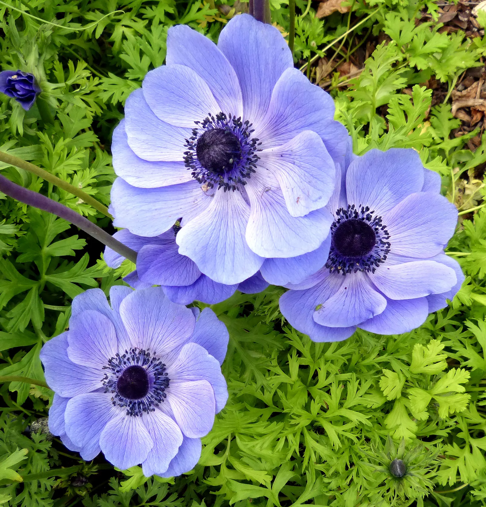 Poppy-Flowered Anemone (Anemone Coronaria) — is a charming and vibrant perennial that's prized for its decorative use in gardens