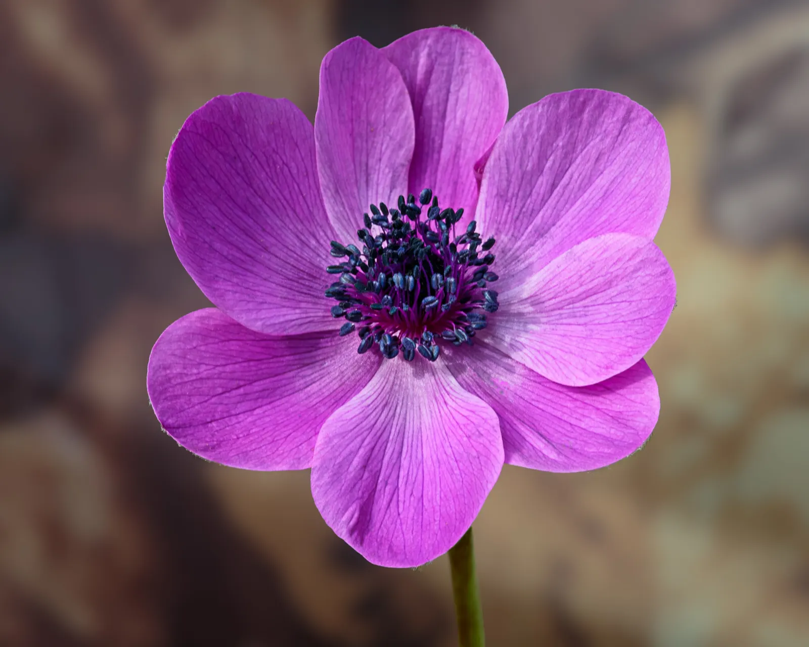 Poppy-Flowered Anemone (Anemone Coronaria) — annual / perennial for full or half; when designing with Anemone coronaria, image 81